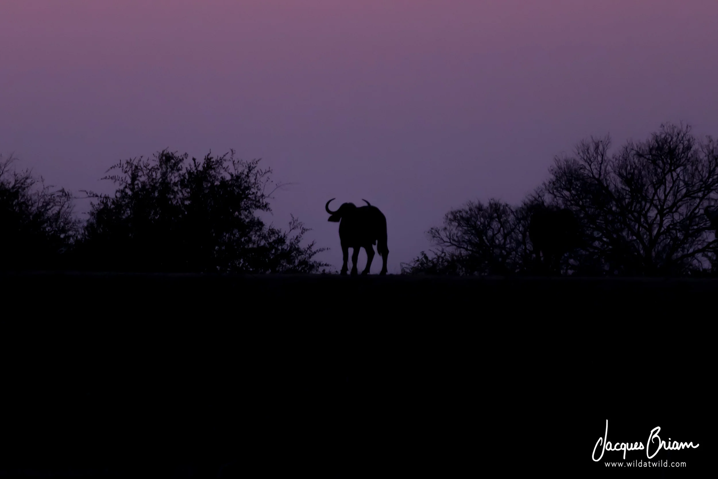 Buffalo Silhouette