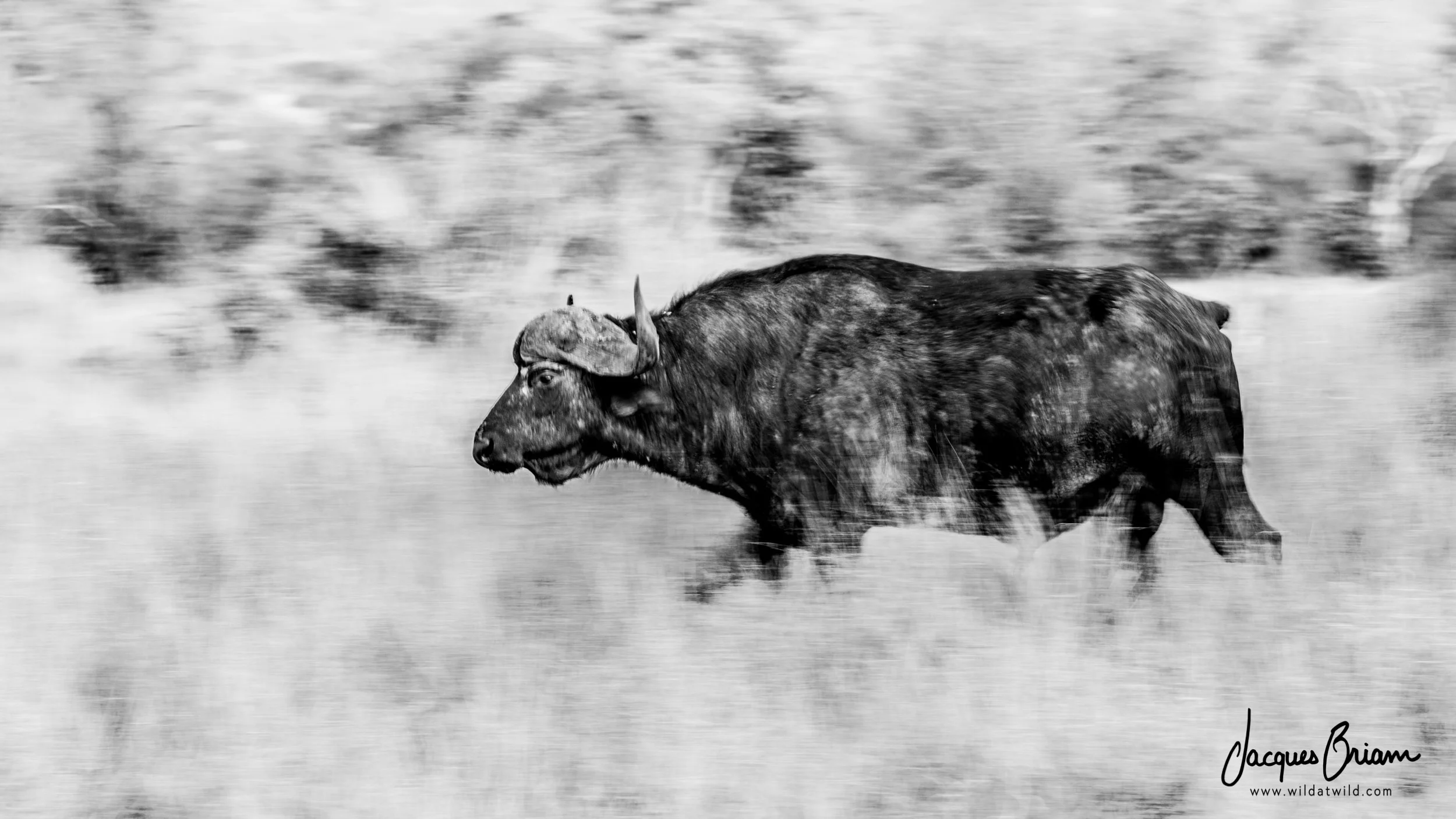 Buffalo on the Move