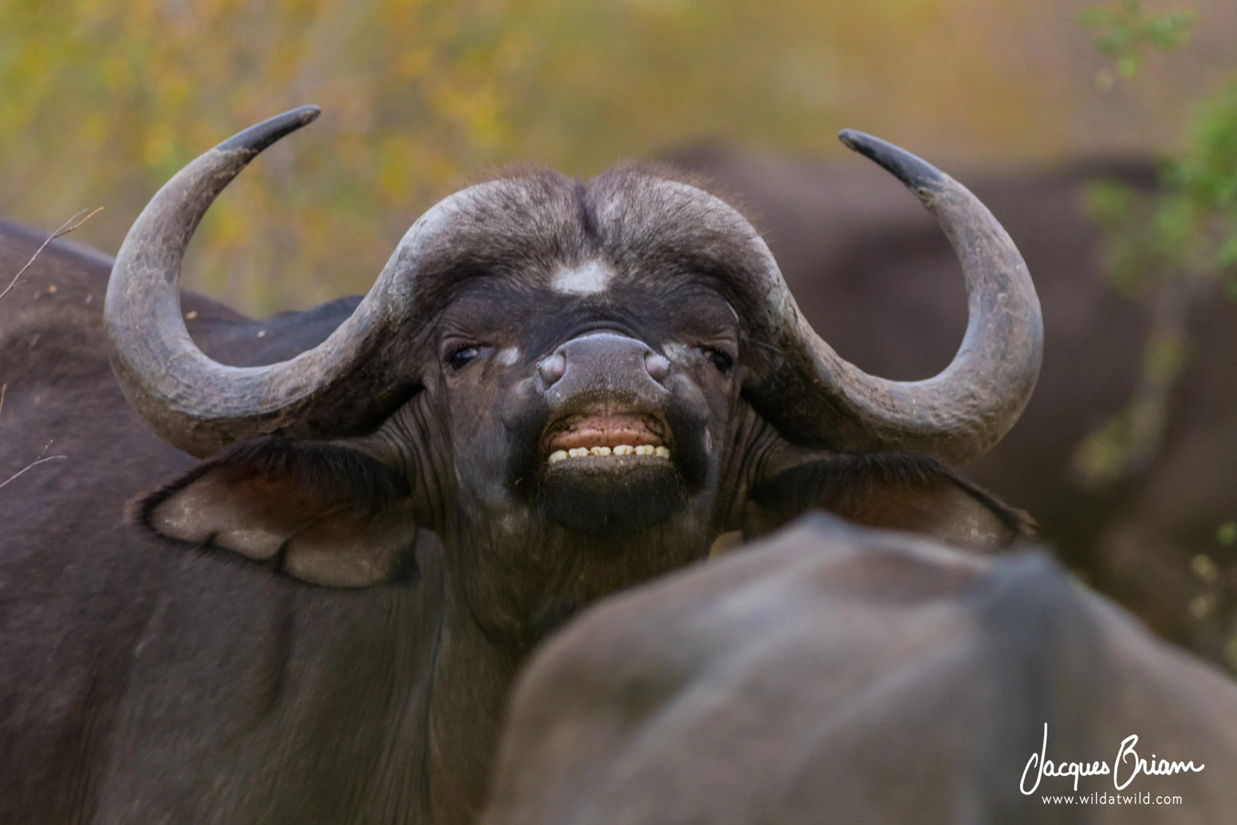 A Buffalo’s ‘Cheese’