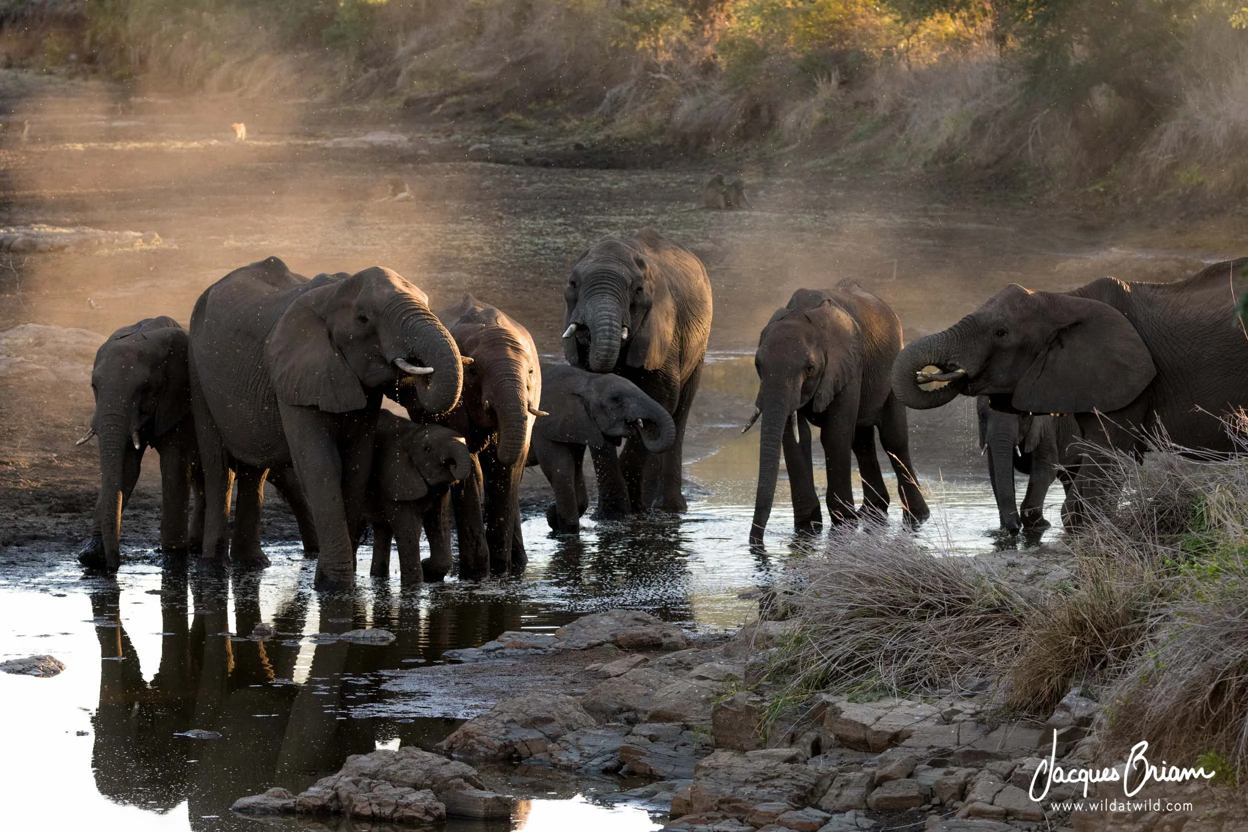 Elephants Drinking in the Dust