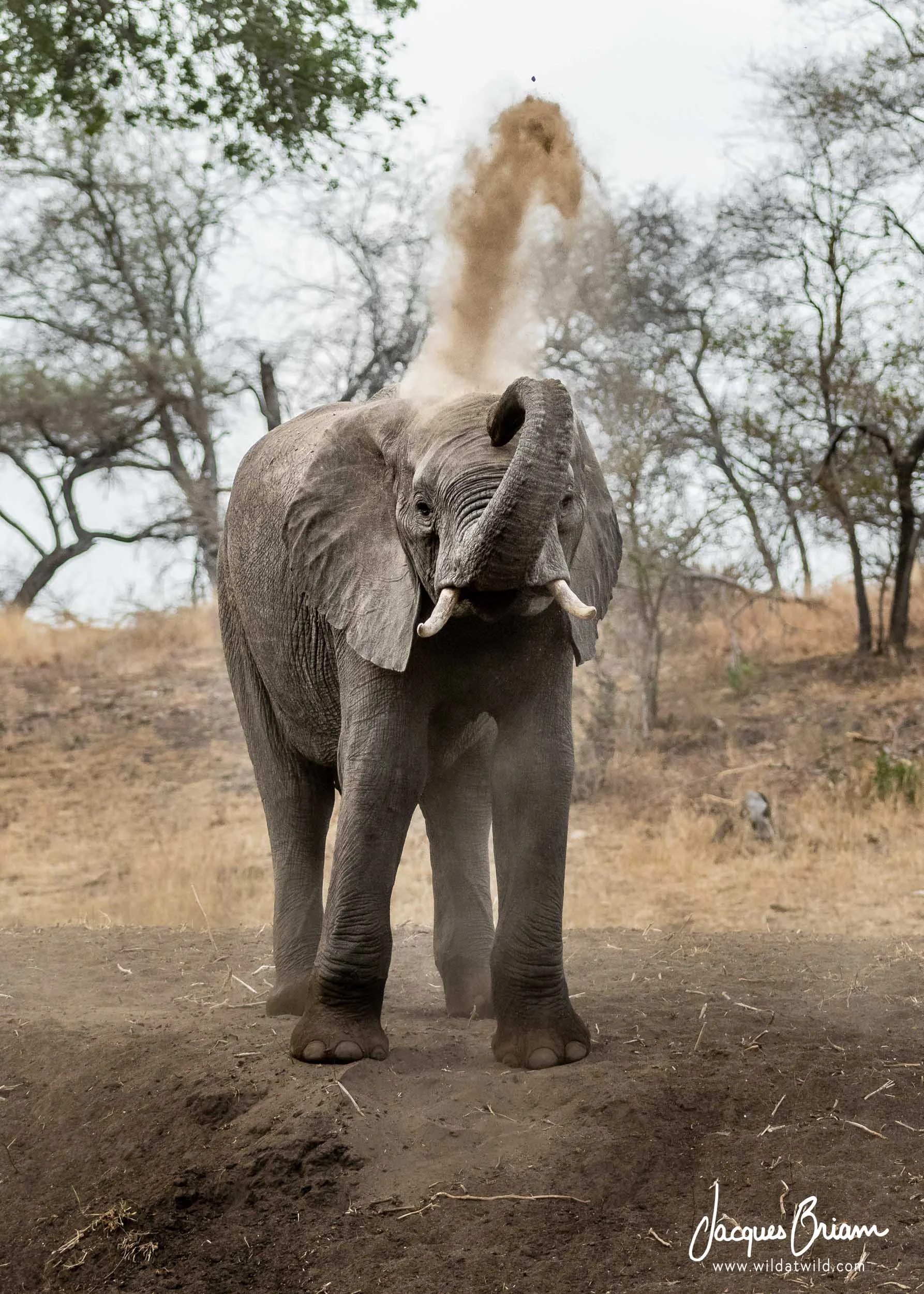 An Elephant Dust Bath