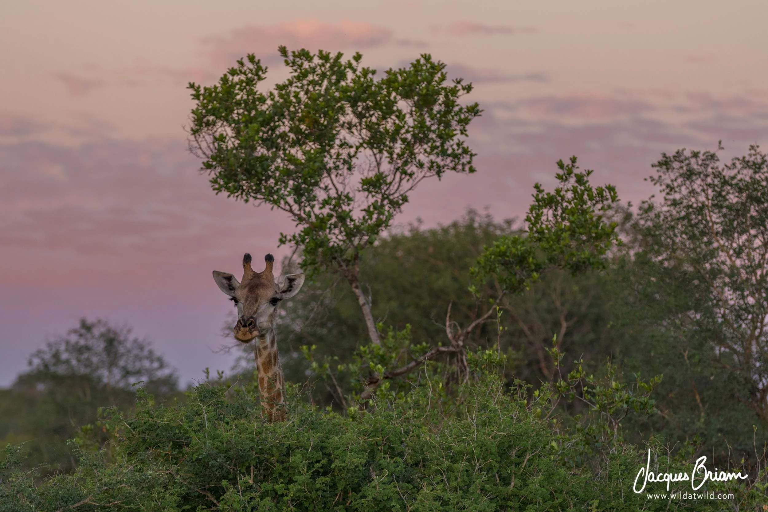 Giraffe Above the Trees
