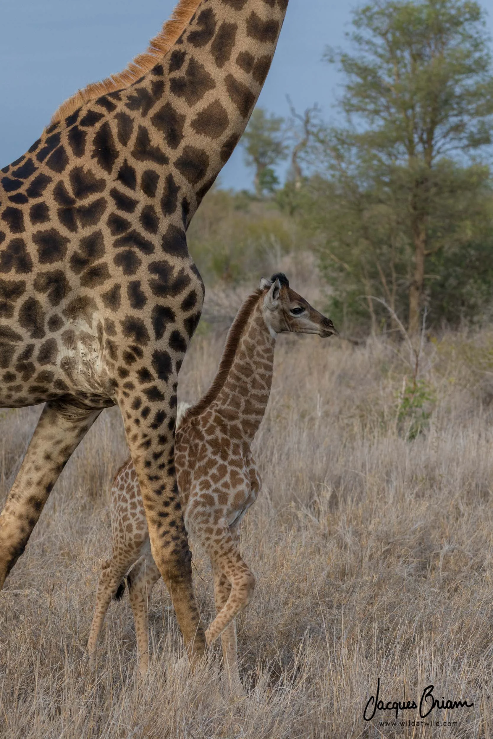 Giraffe Mother and Calf