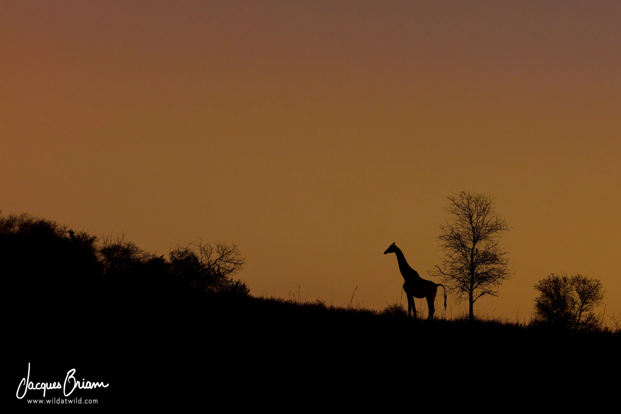 Giraffe Silhouette