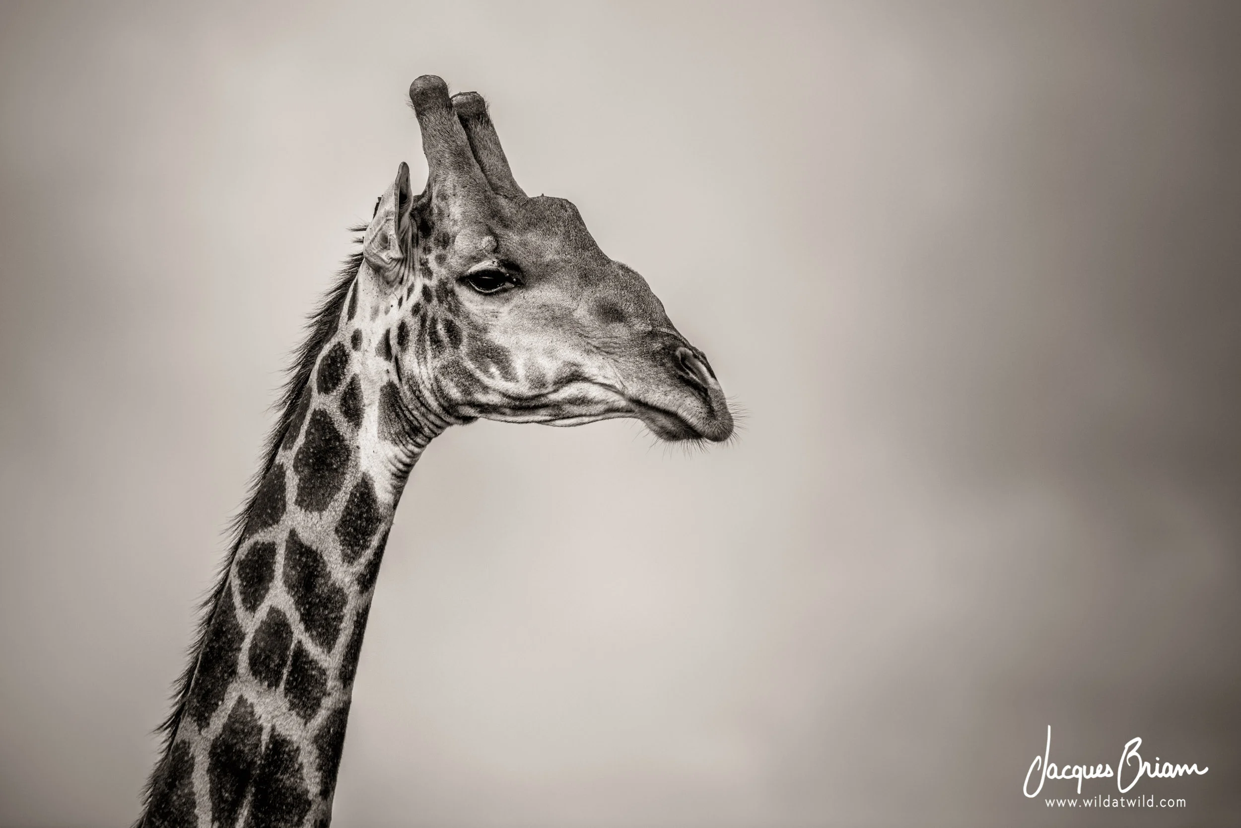 An Old Giraffe