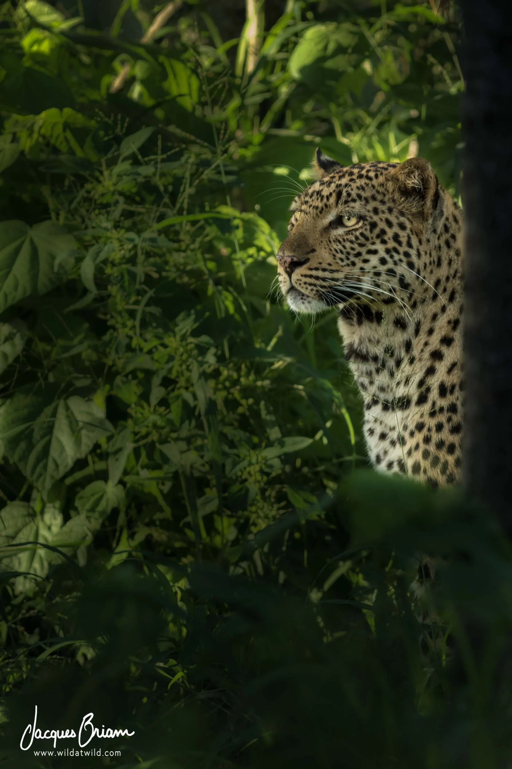 Leopard on the Lookout