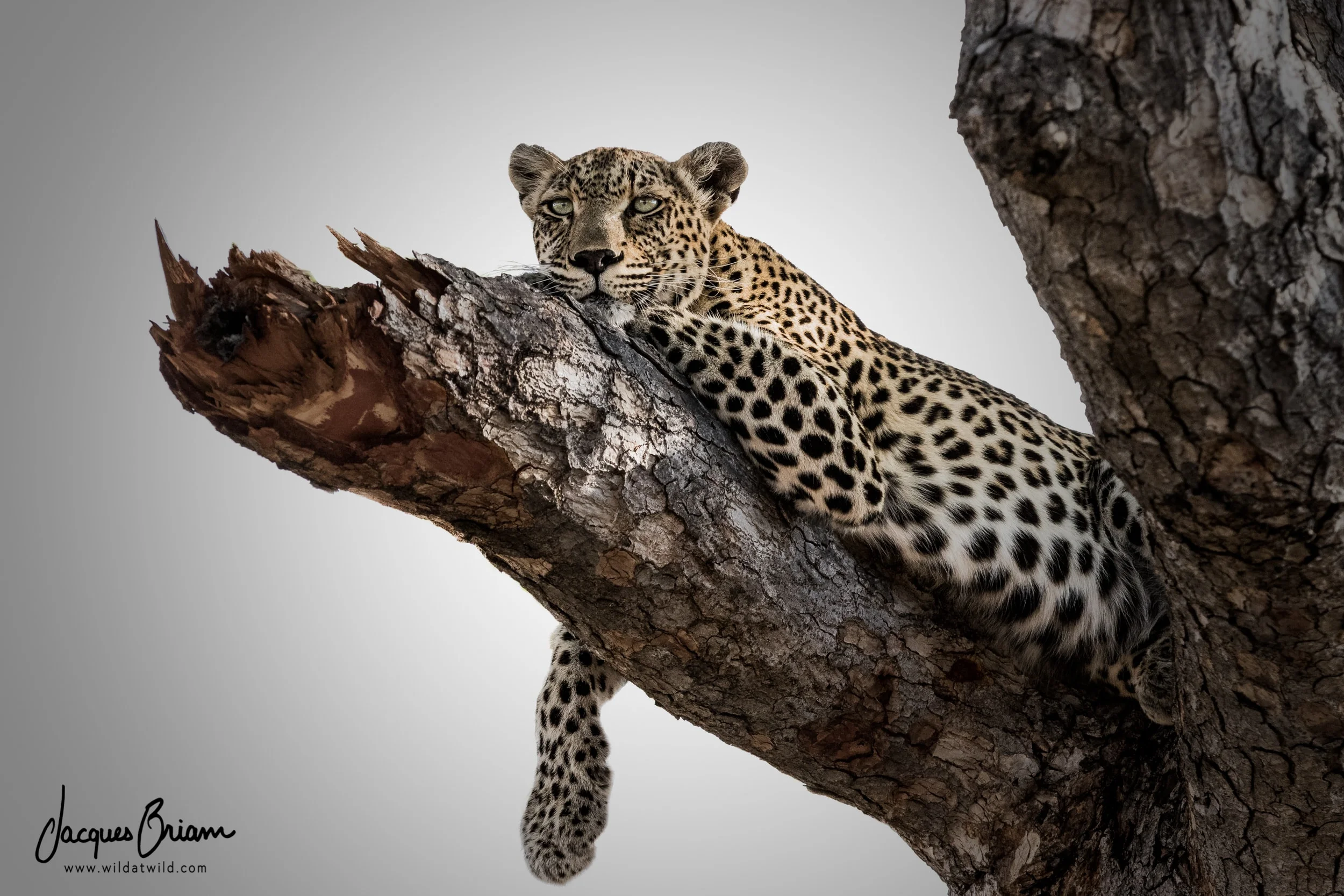 Leopard in a Tree