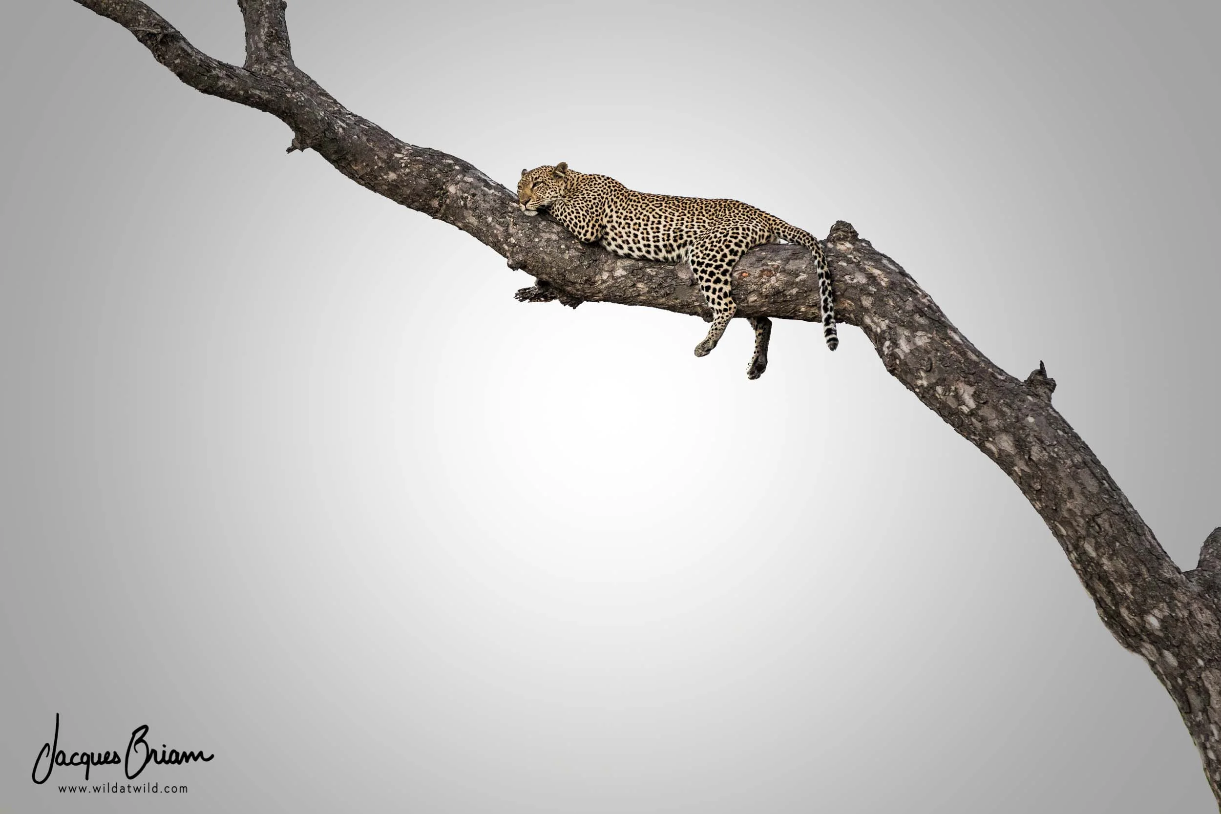 Leopard in a Tree