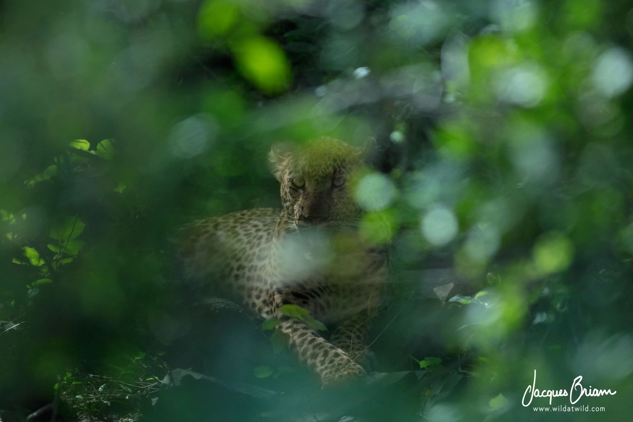 Leopard Amongst the Foliage
