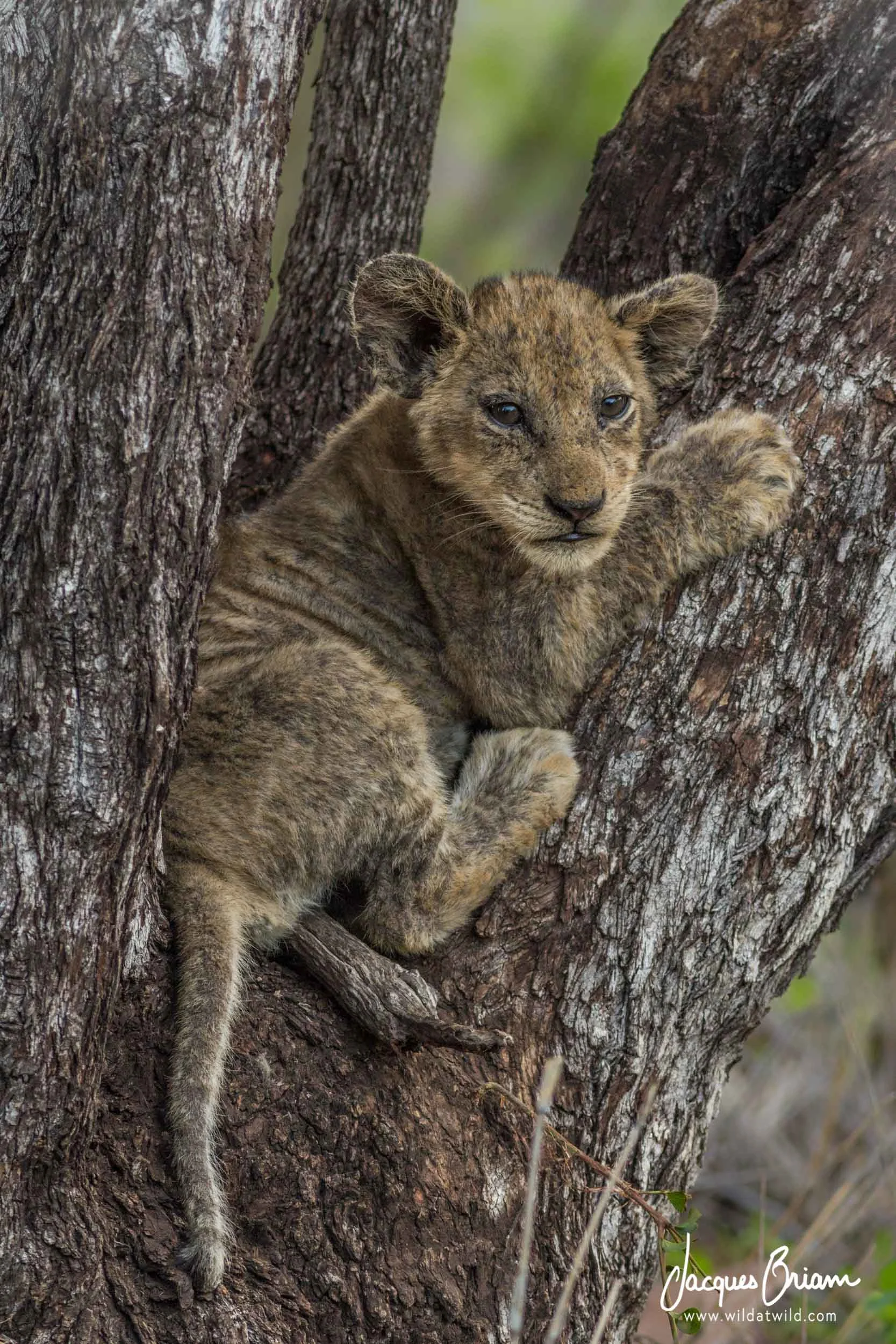 Lion Cub