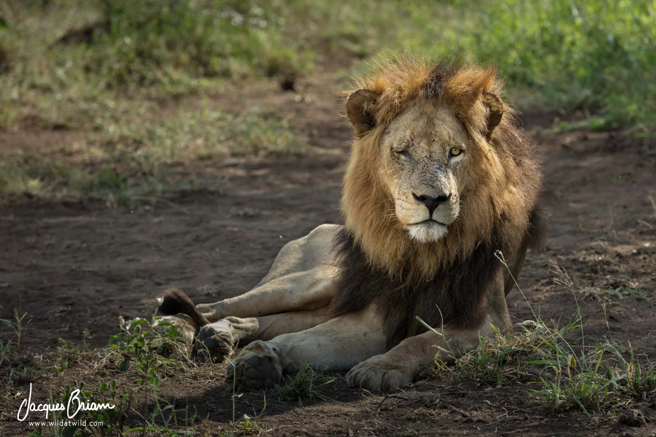 One-Eyed Male Lion