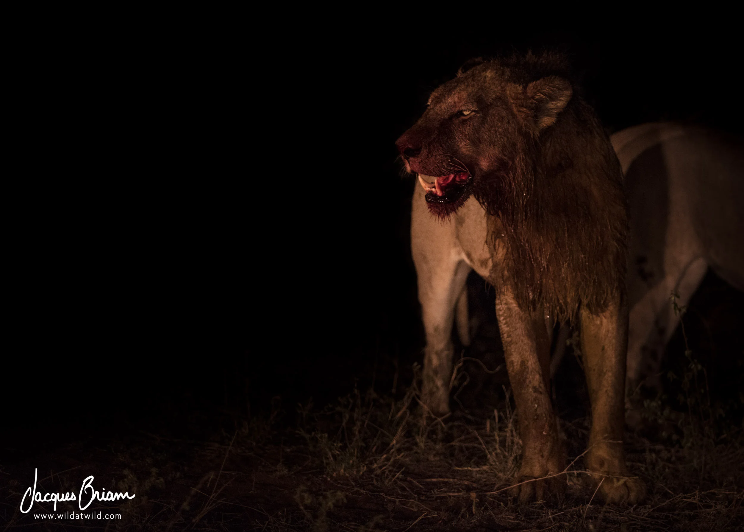 Blood-covered Lion