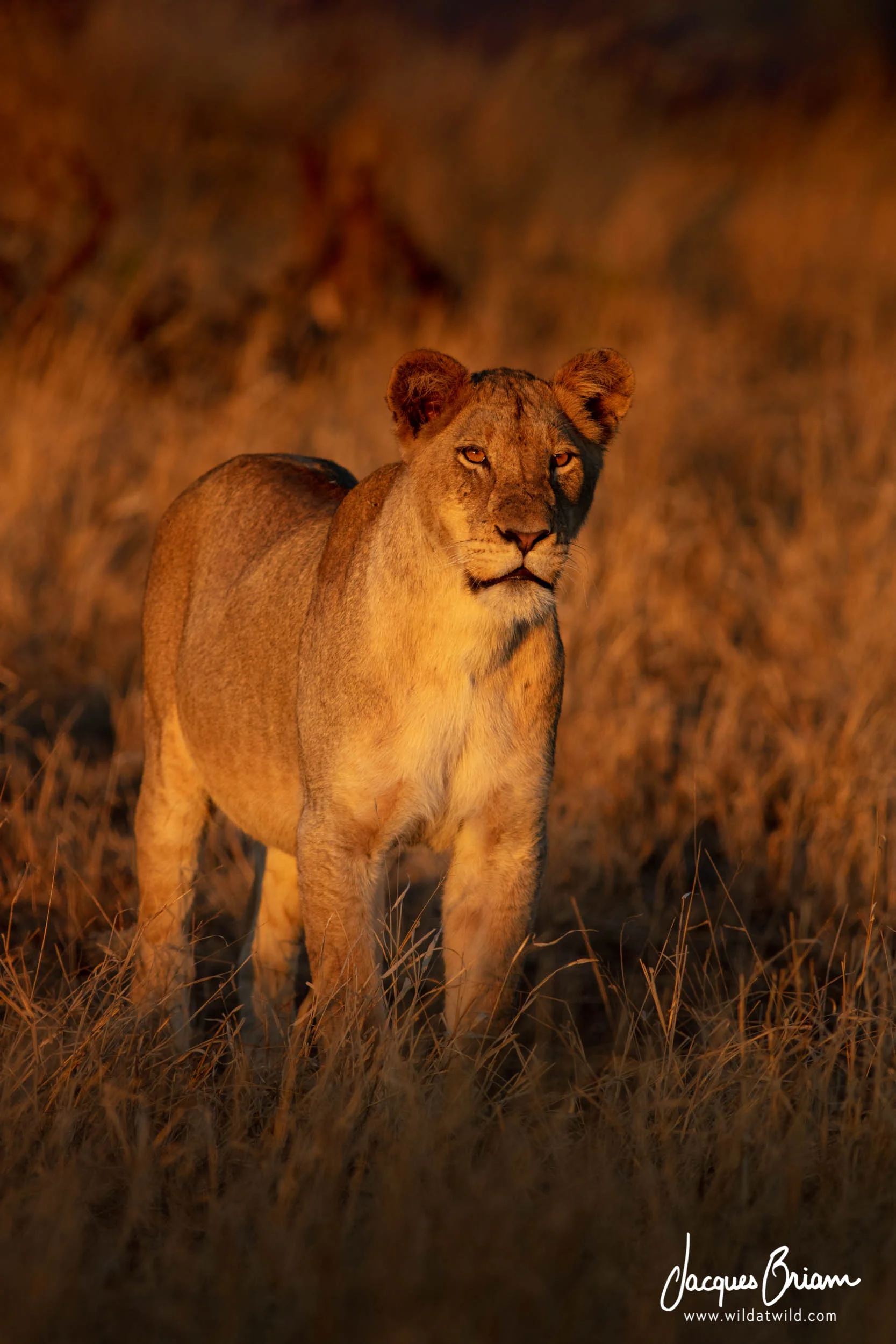 Lioness in the Afternoon Sun