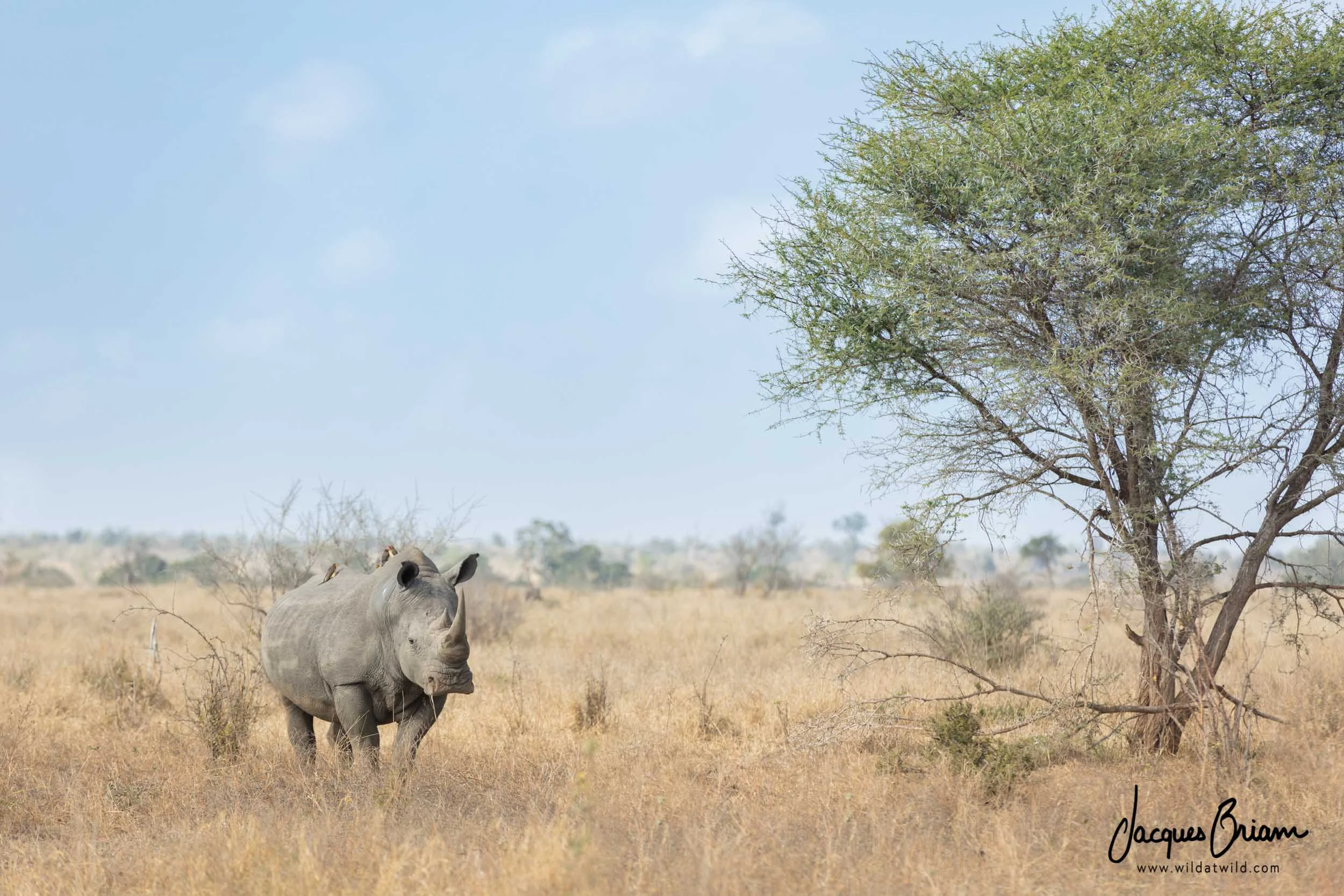 White Rhino in the Grasslands