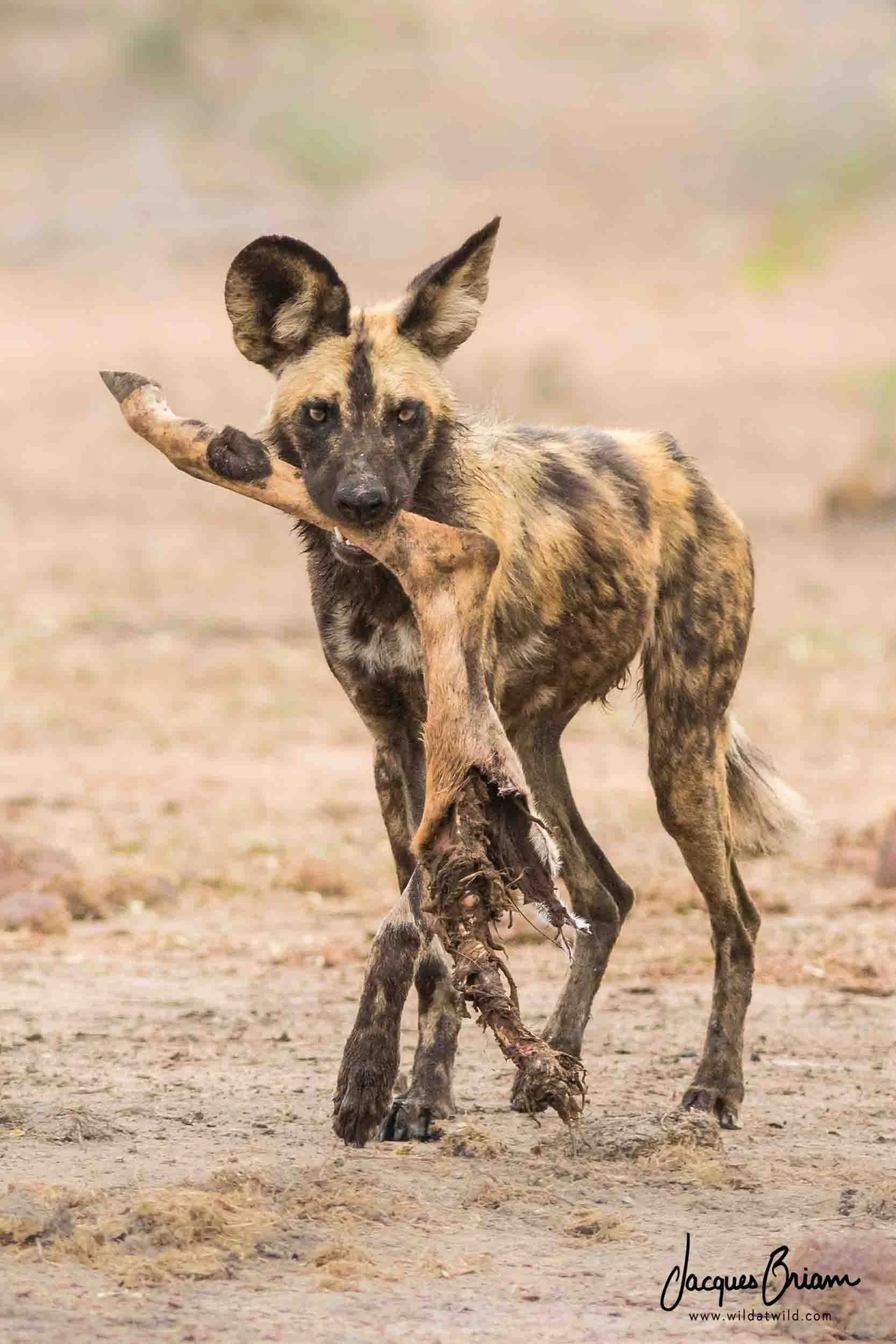 African Wild Dog with Impala Leg