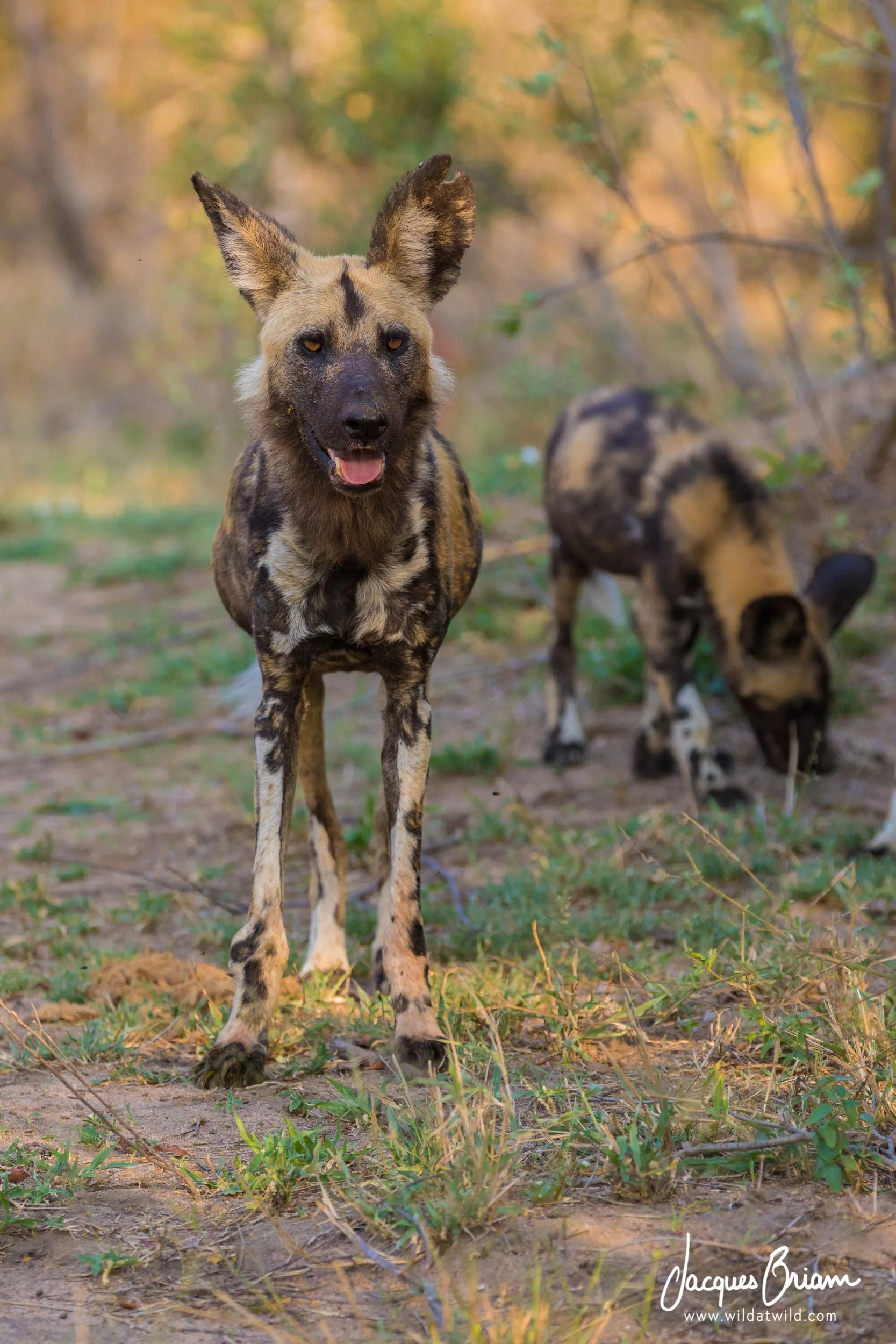 African Wild Dogs Standing
