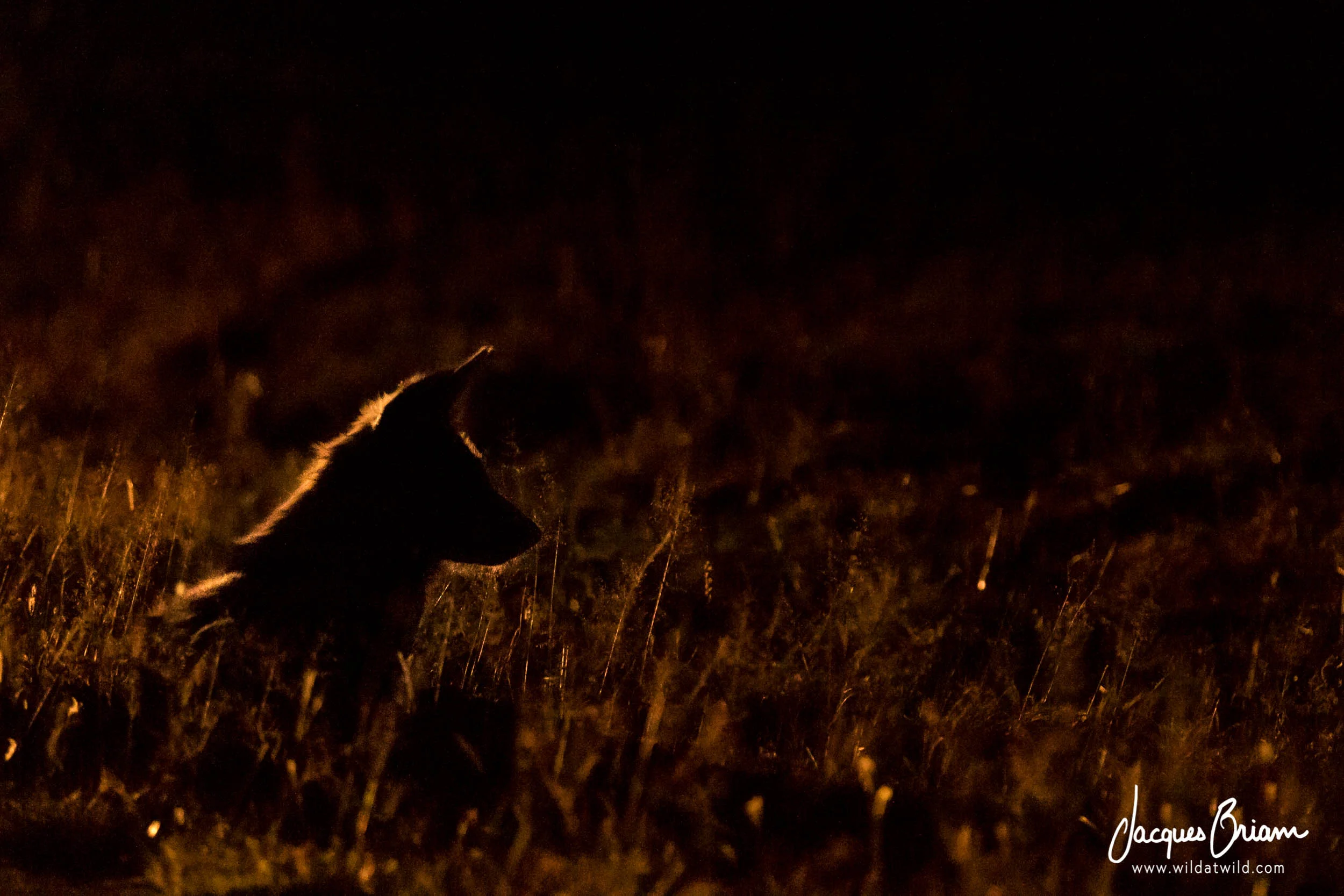 Backlit African Wild Dog