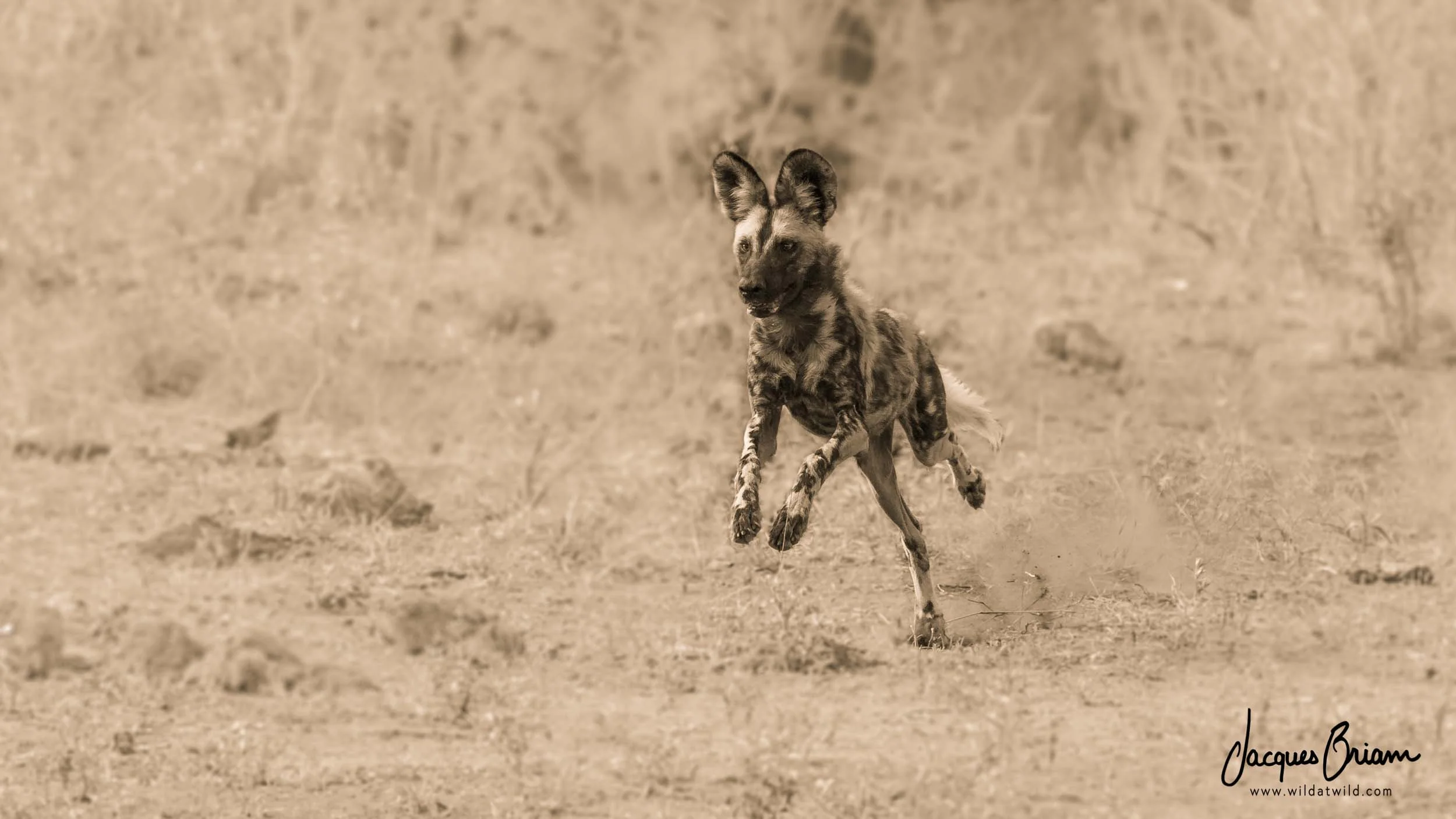 African Wild Dog on the Run