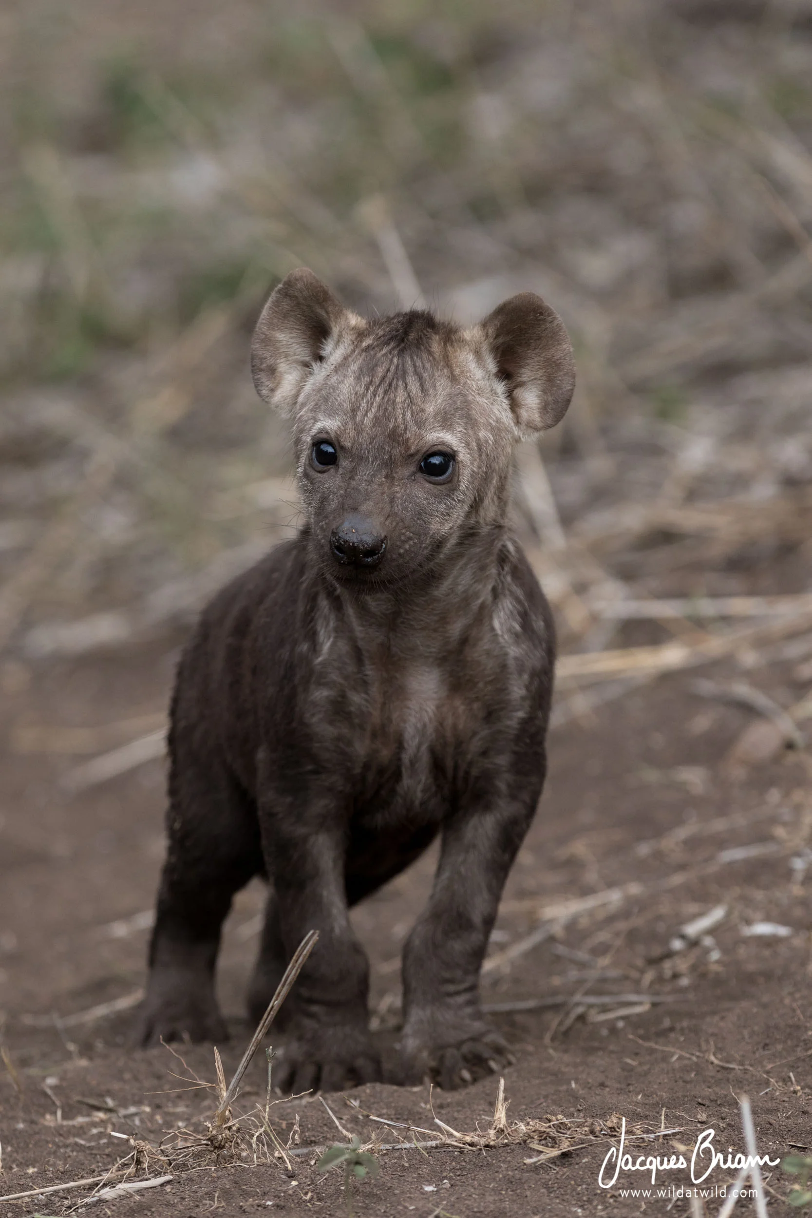 Spotted Hyena