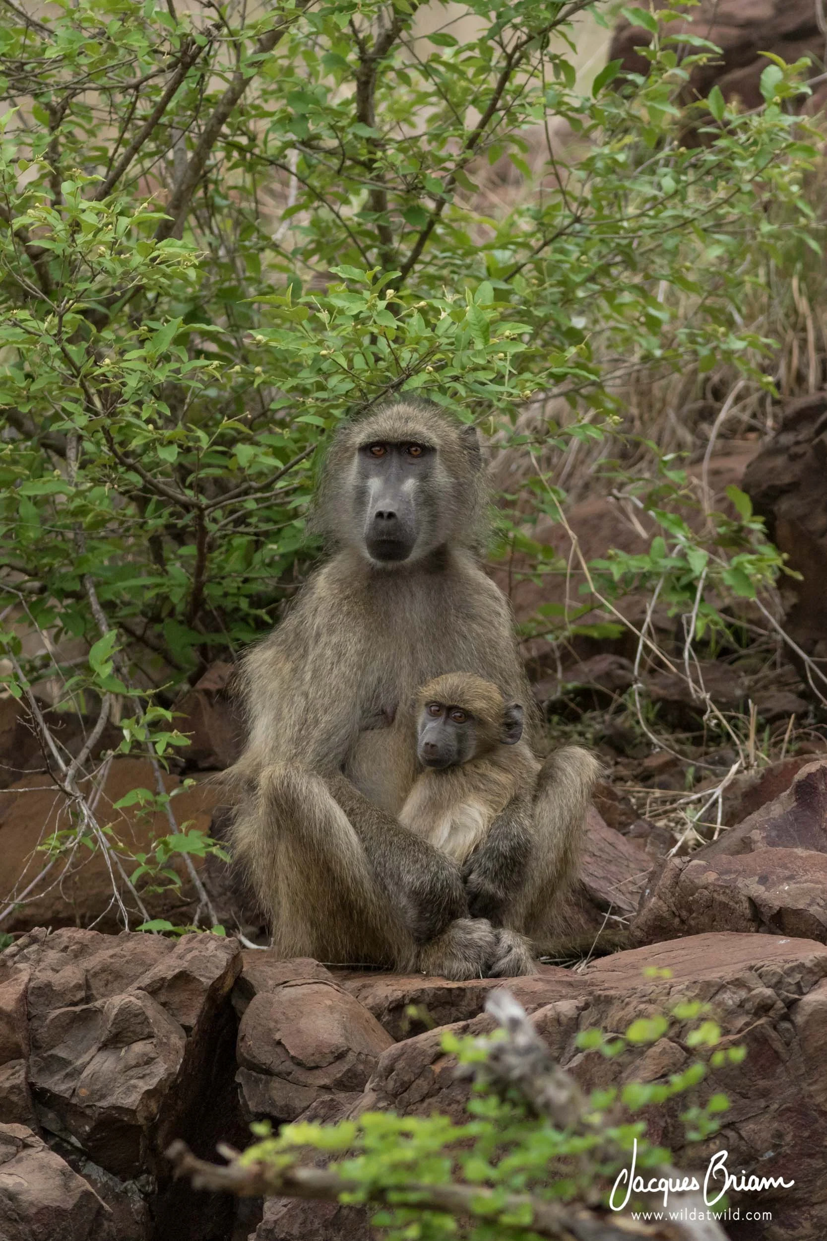 Chacma Baboons