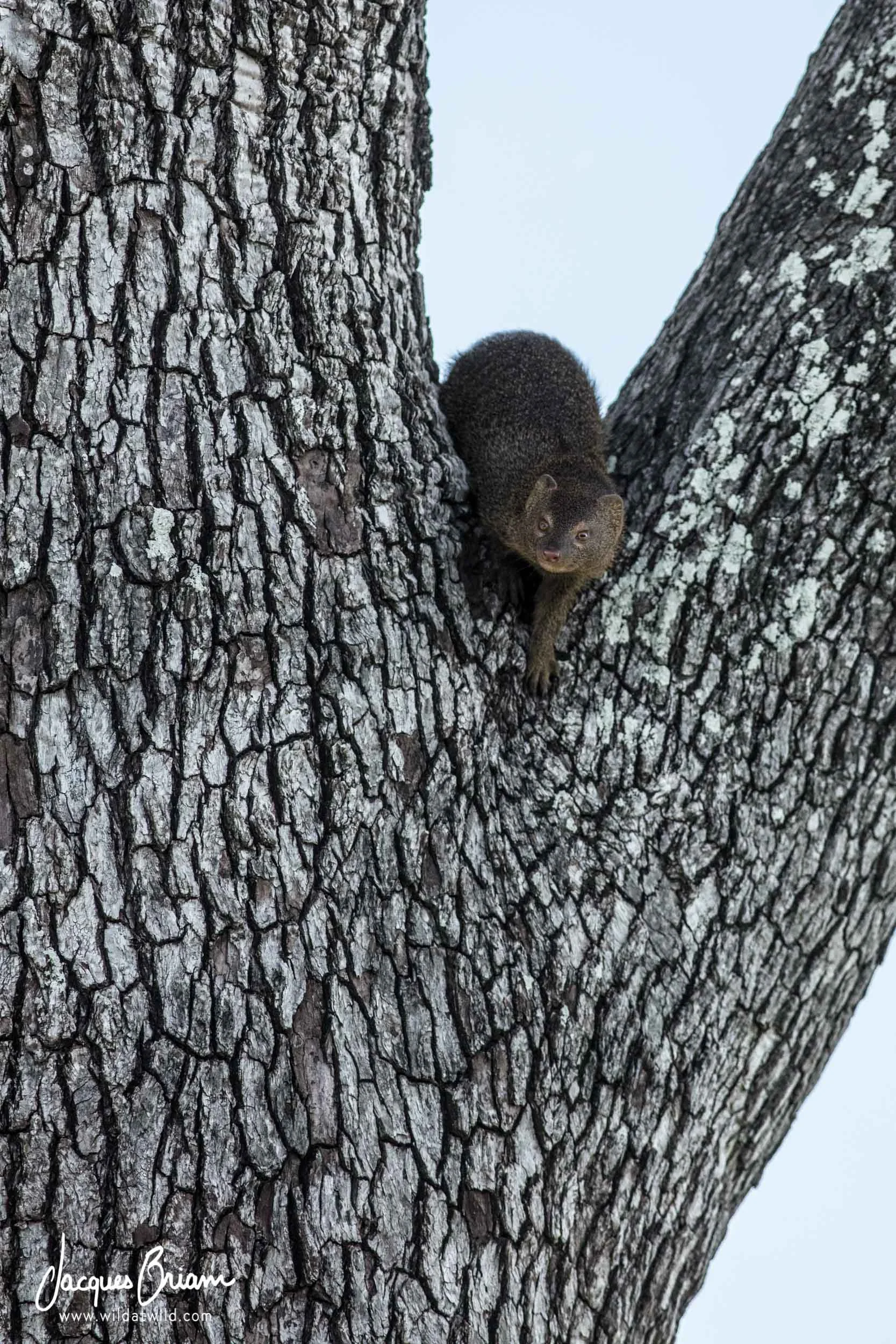 Slender Mongoose