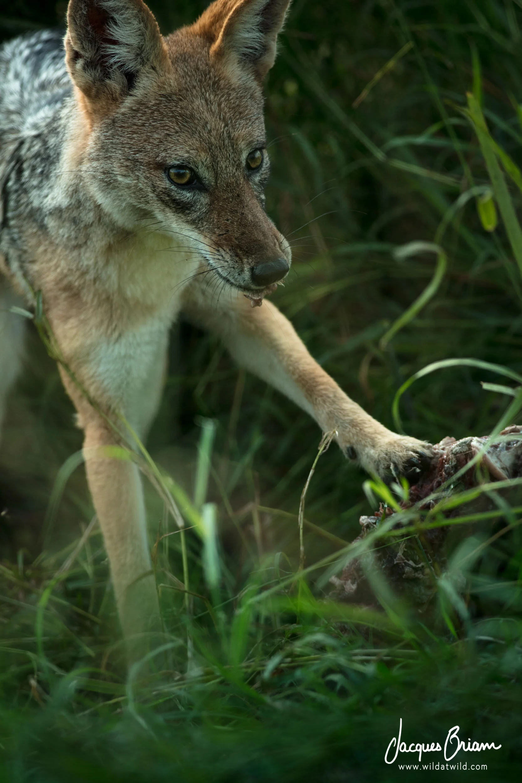 Black-backed Jackal