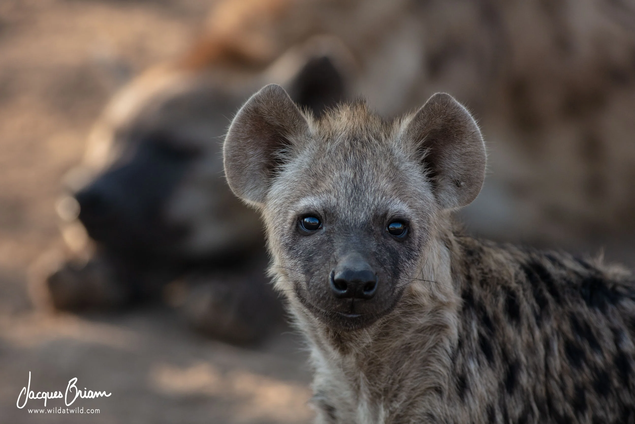 Spotted Hyena
