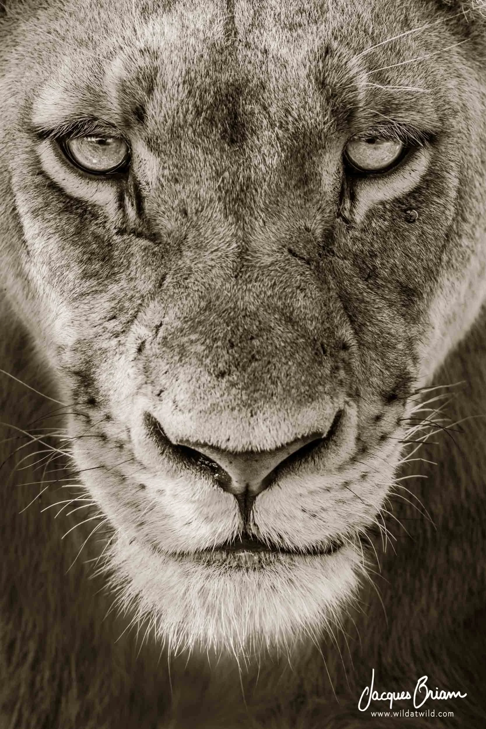 Lion Portrait