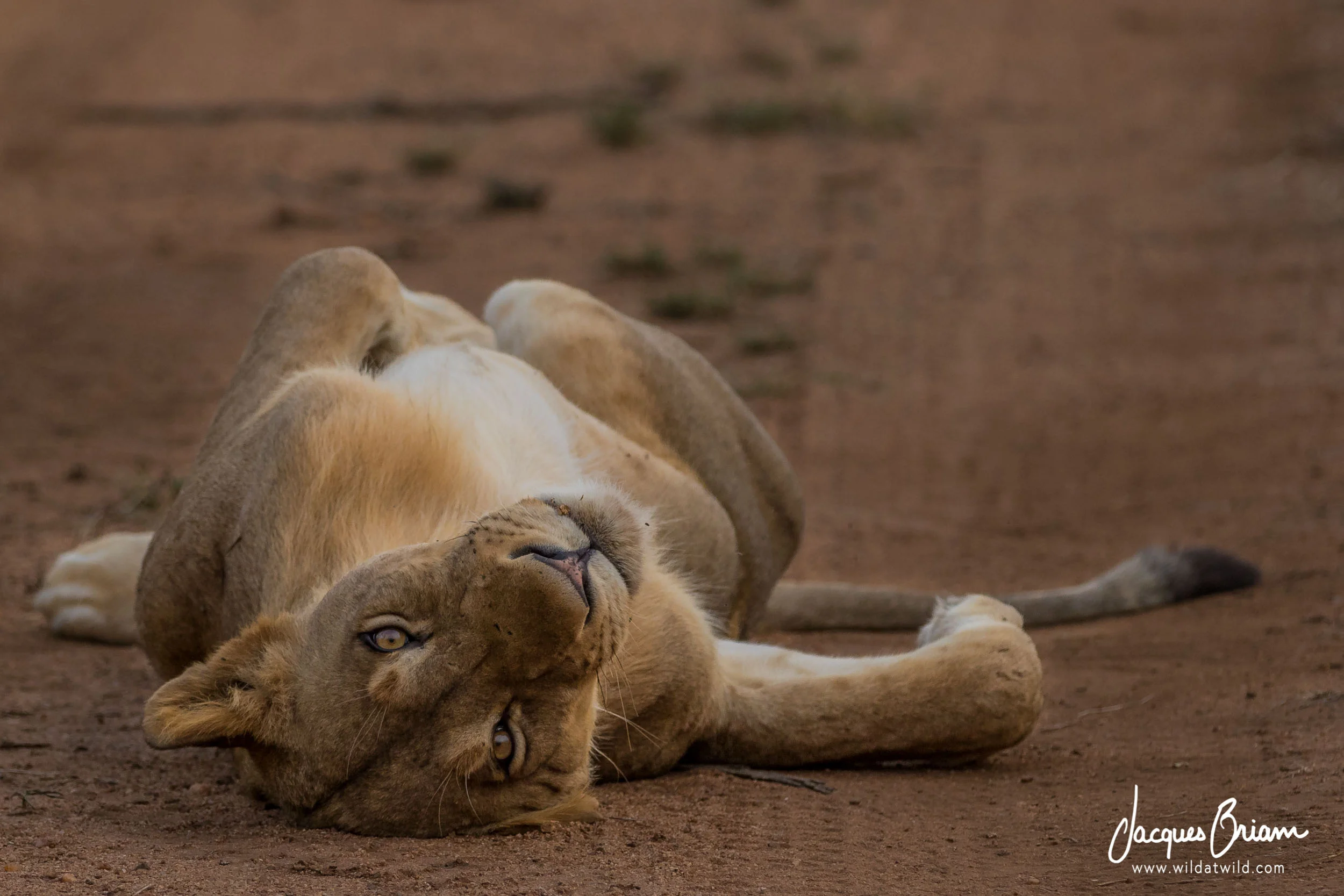 Lazy Lion