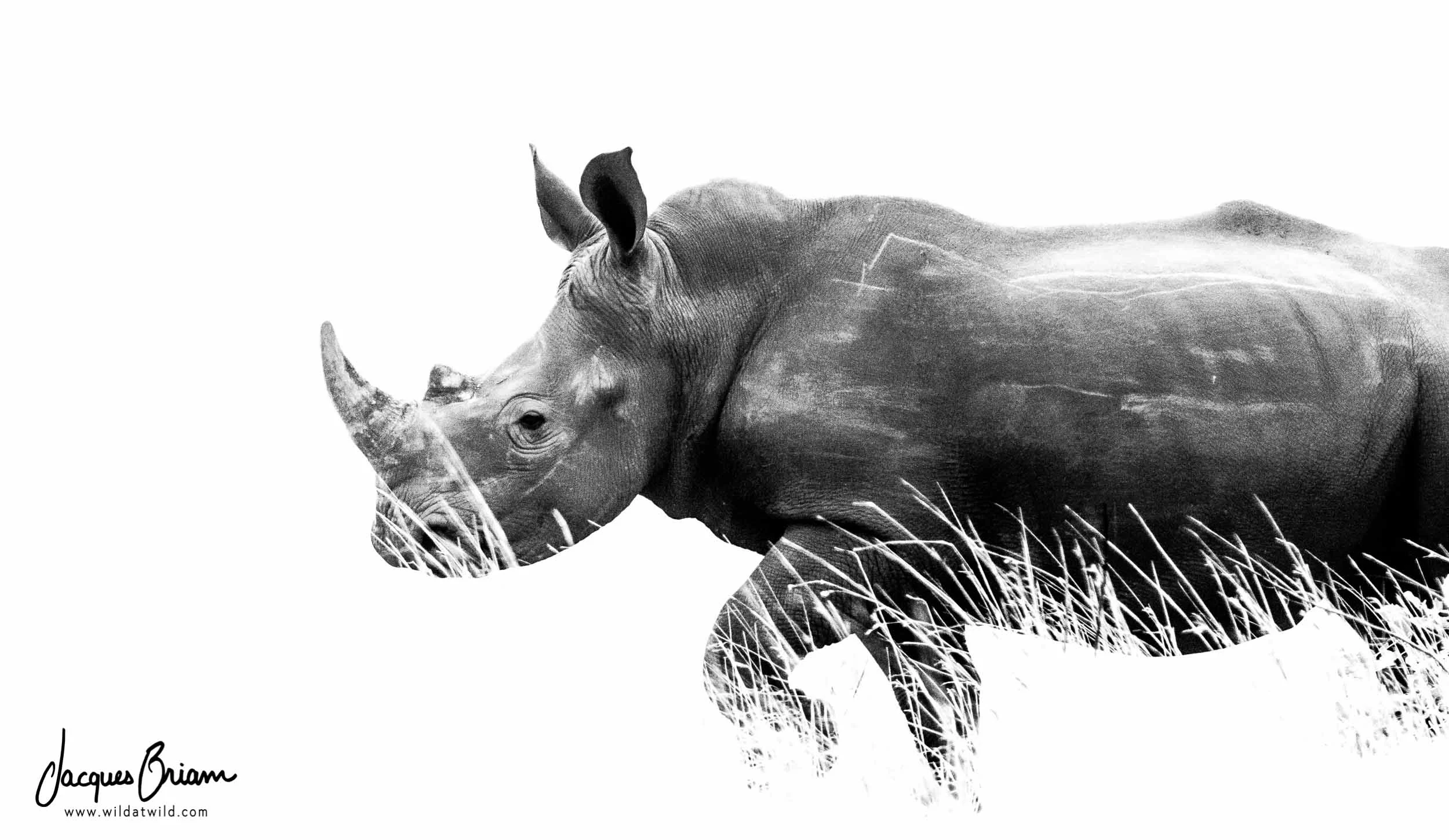 White Rhino in the Grasses