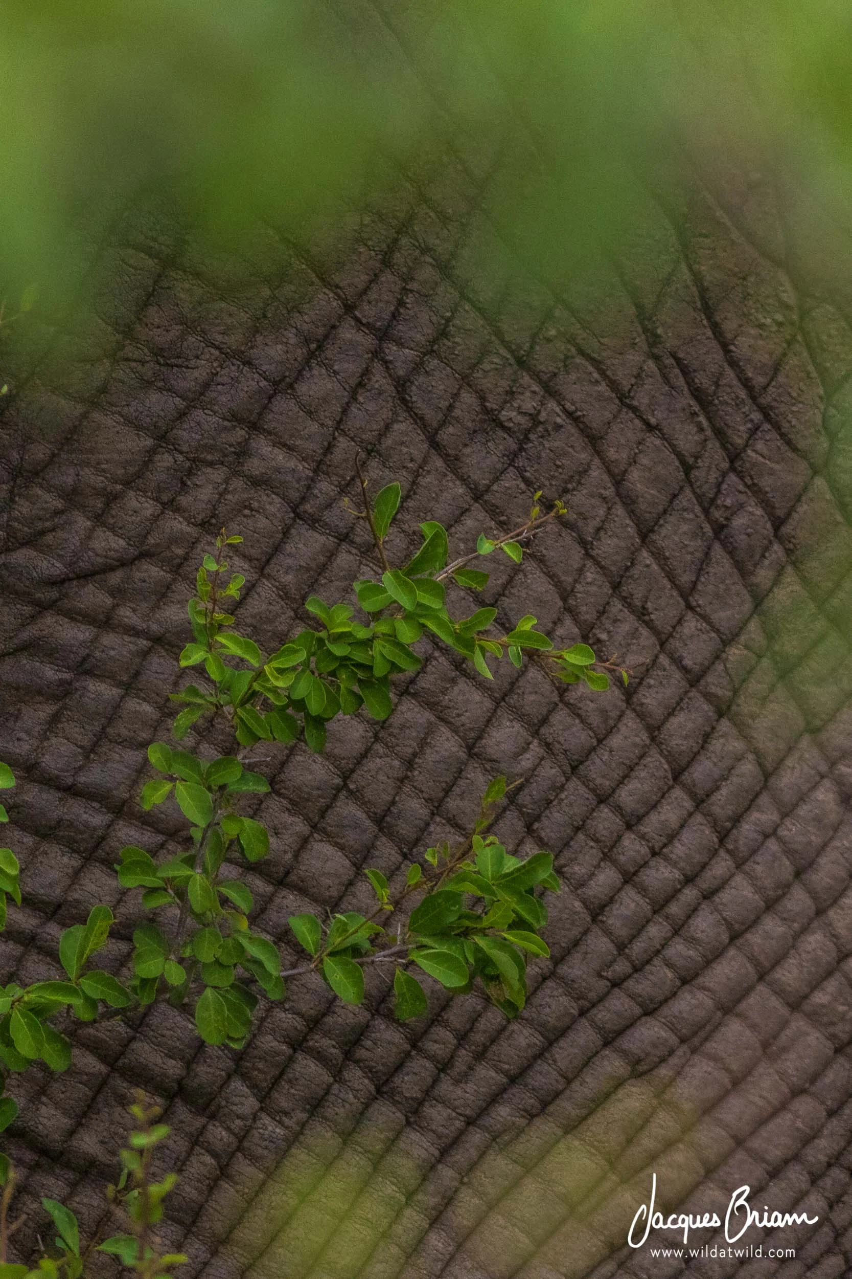 Elephant Skin