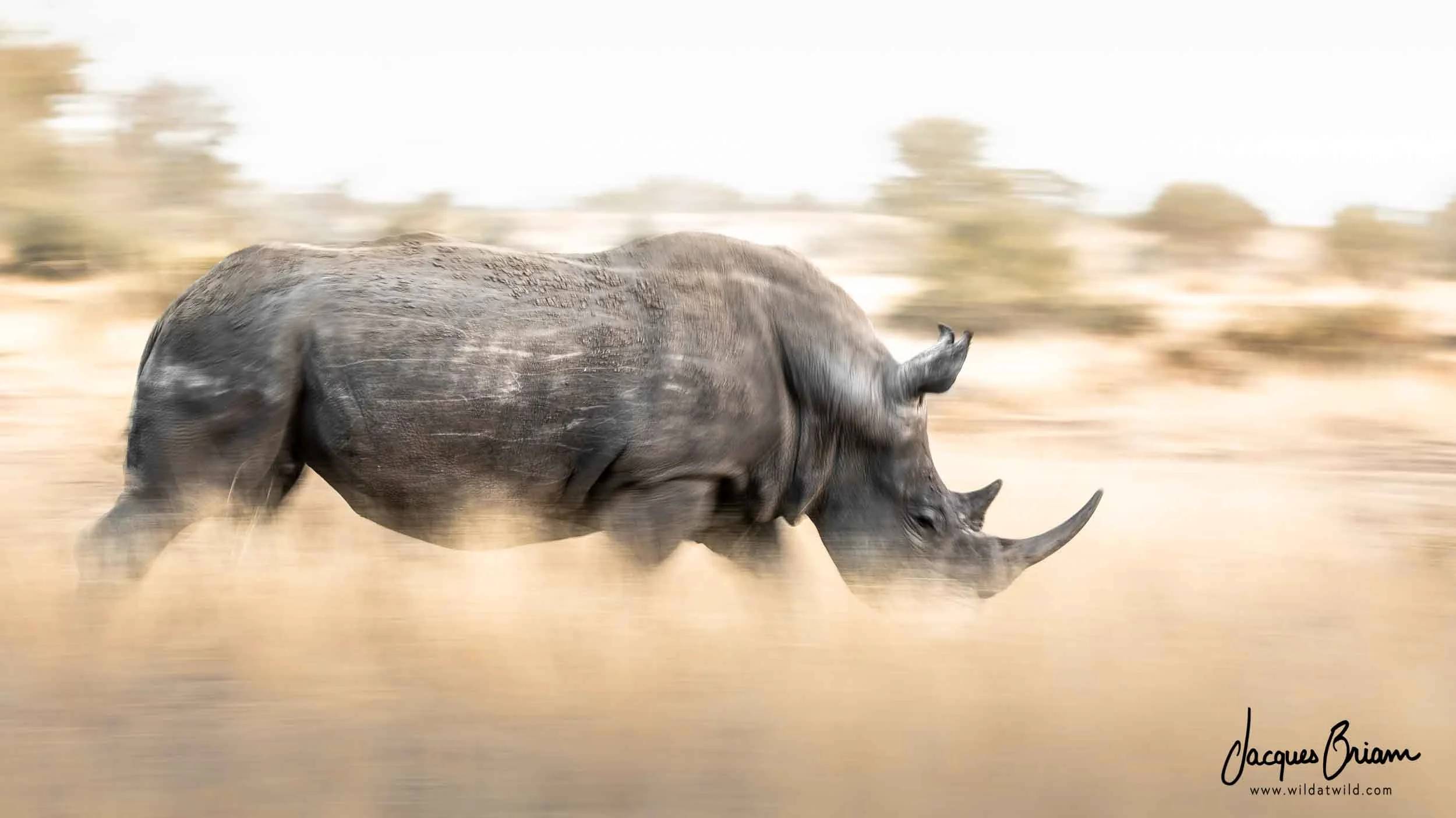 White Rhino on the Move