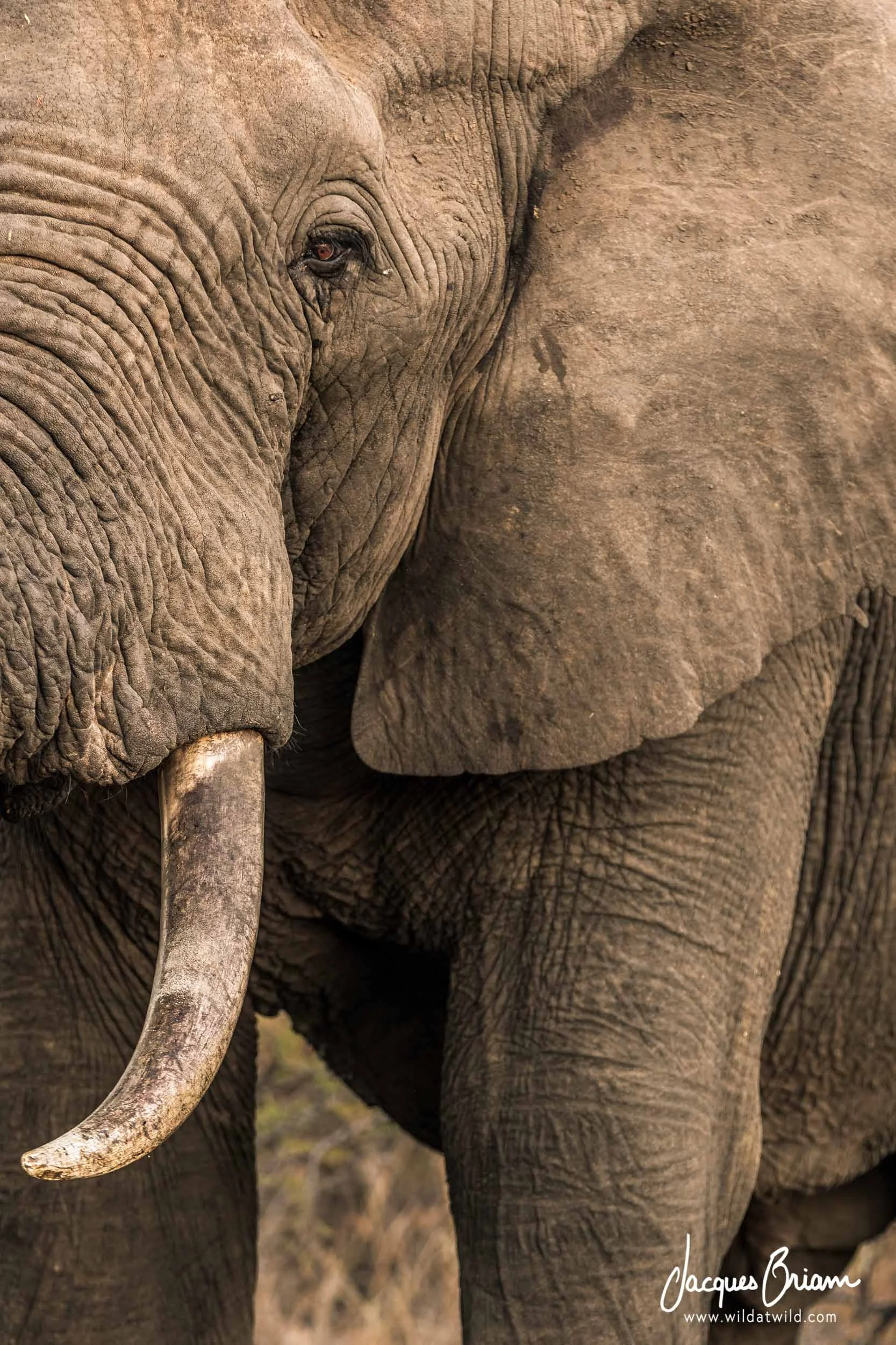 An Elephant Profile