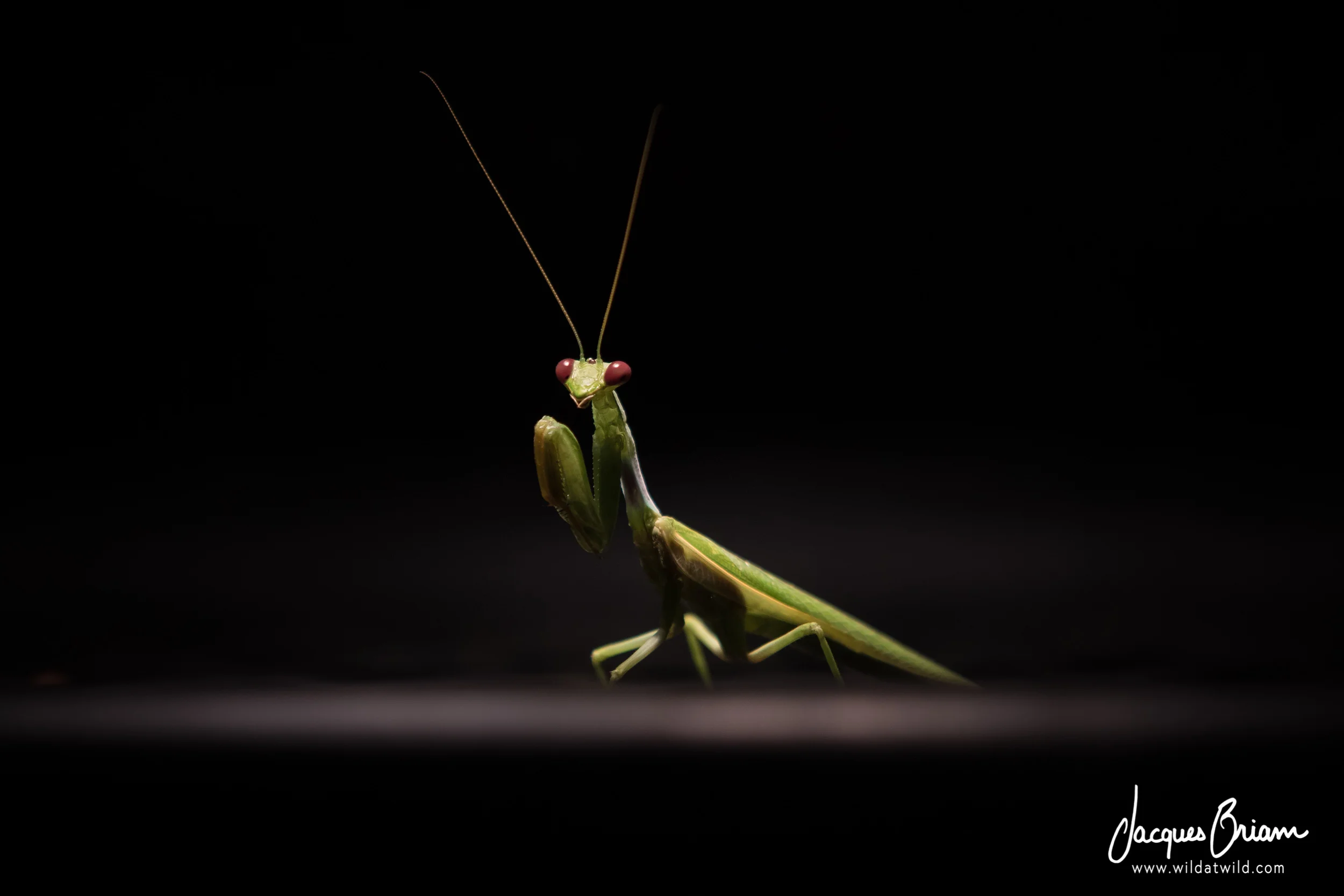 Praying Mantis