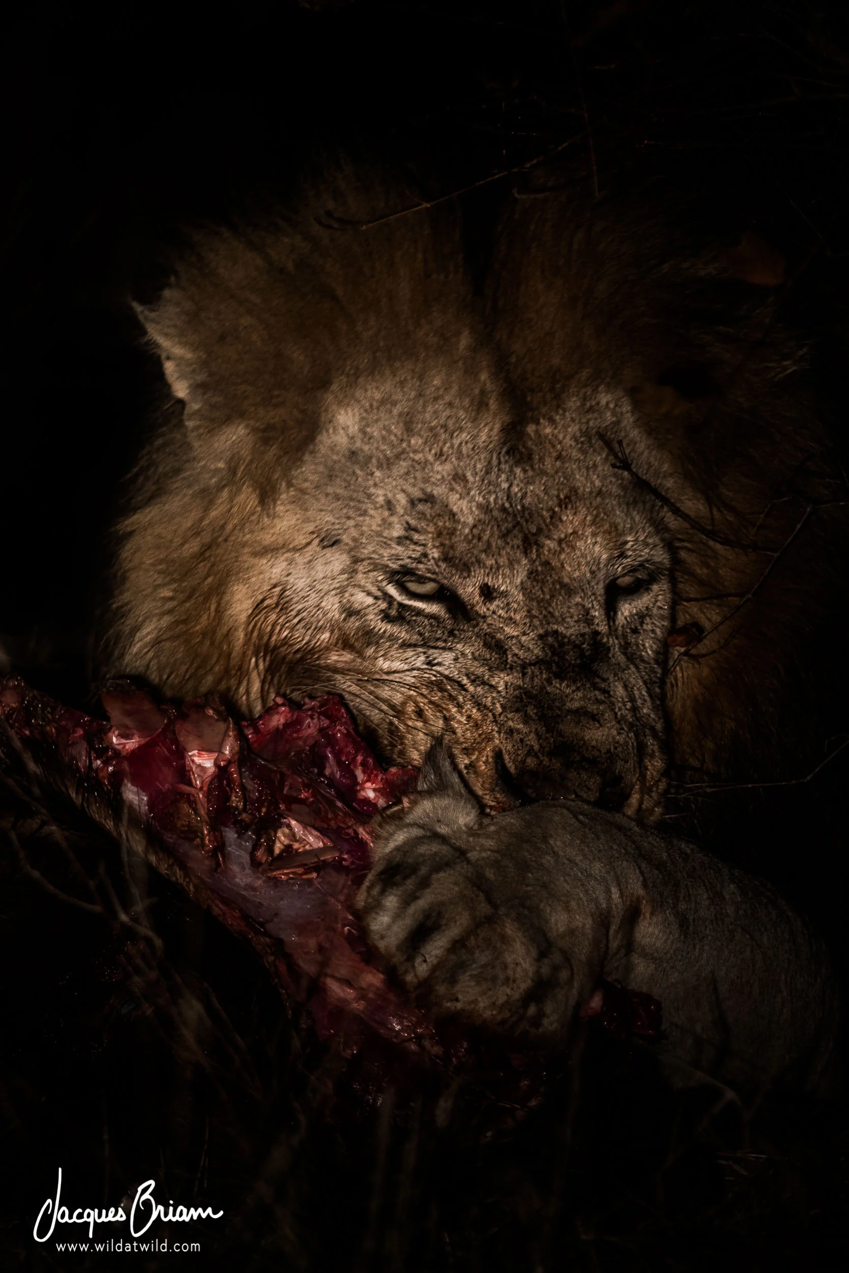 Male Lion Feeding