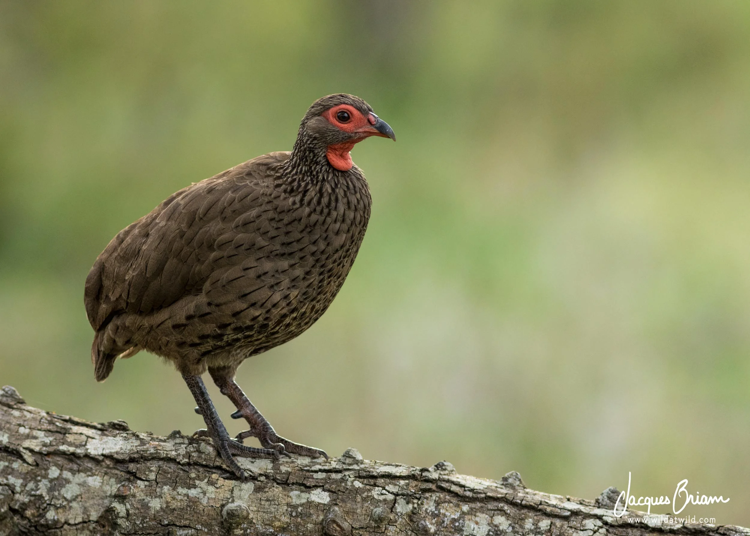 Swainson’s Spurfowl