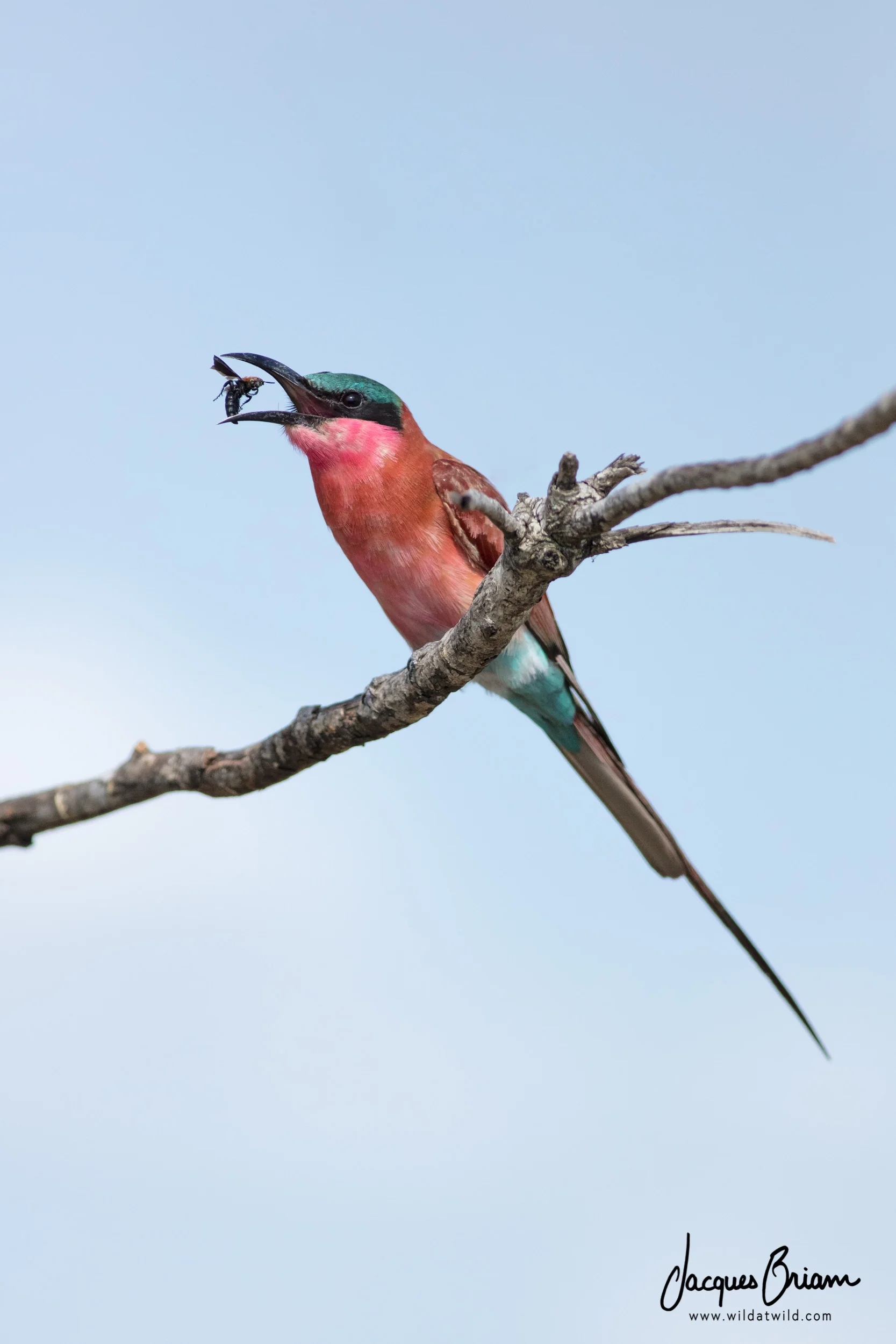 Southern Carmine Bee-eater