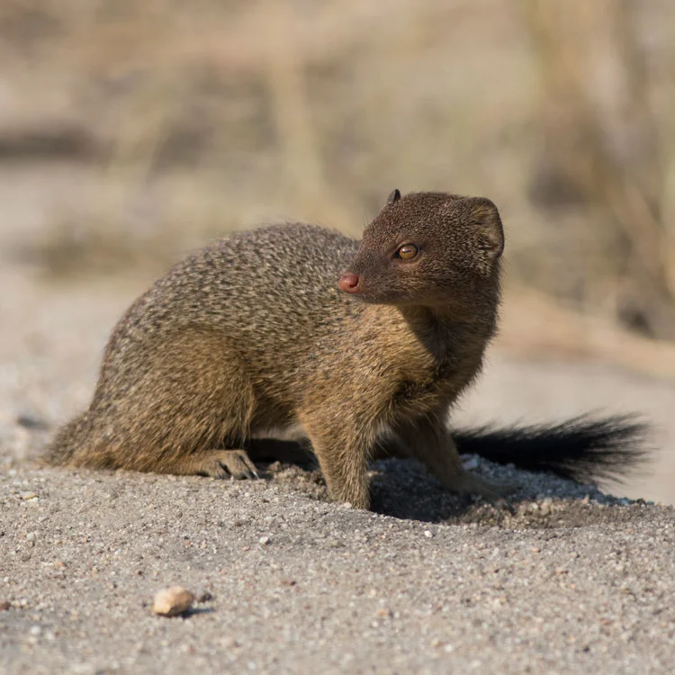 Slender Mongoose
