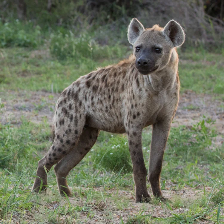 Spotted Hyena