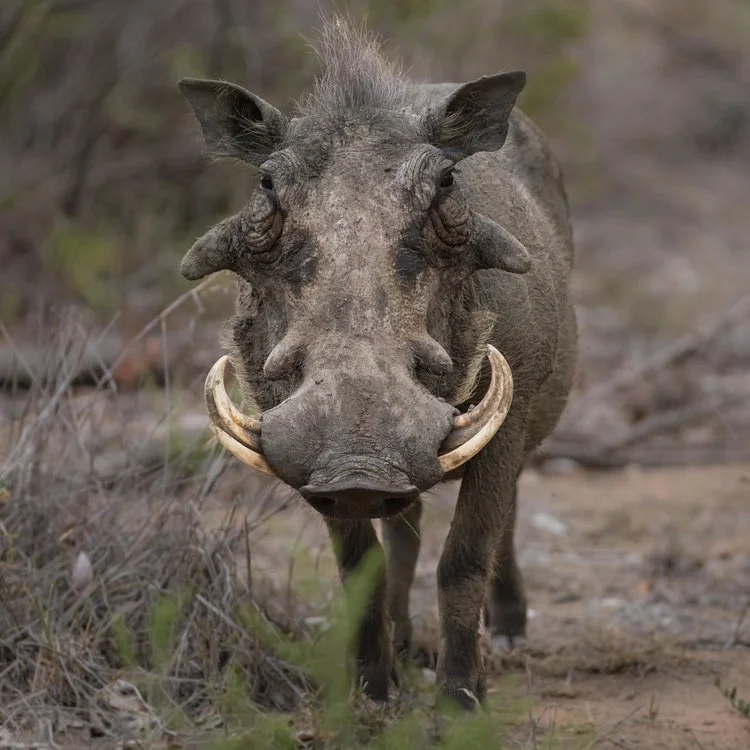 Common Warthog