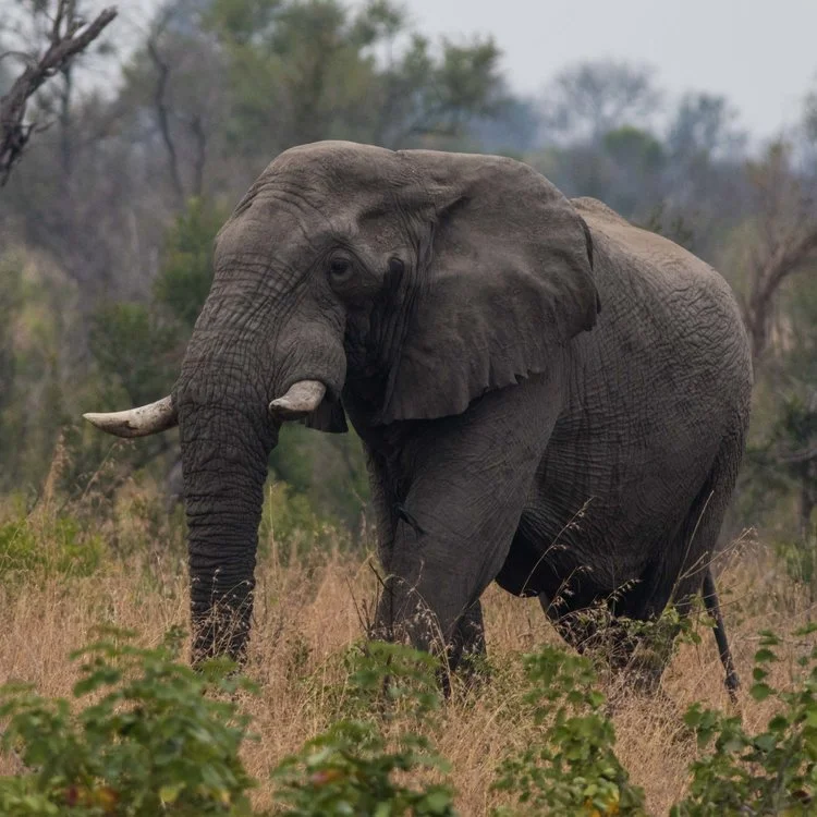 African Elephant
