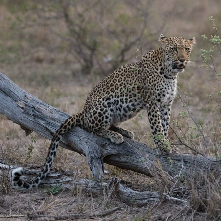 Leopard