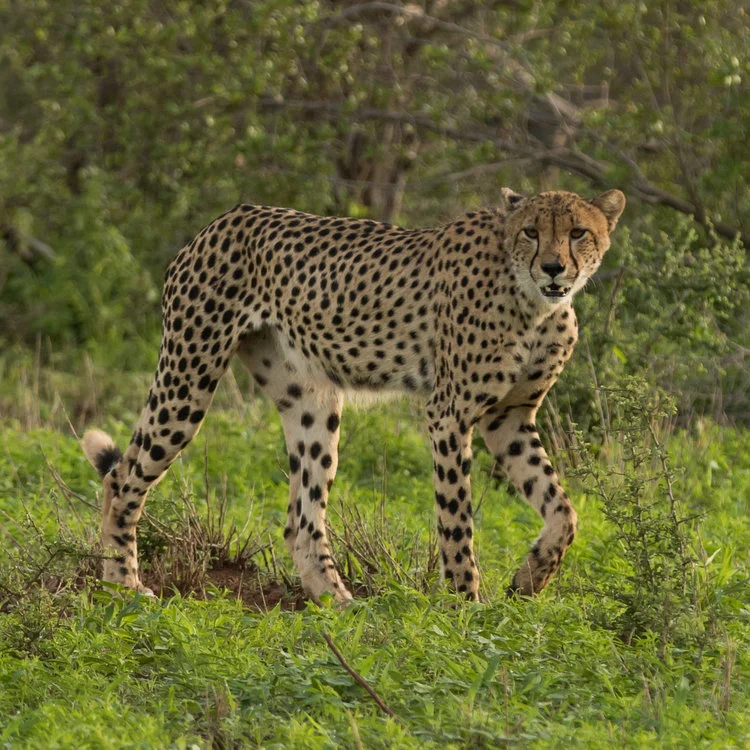 Cheetah