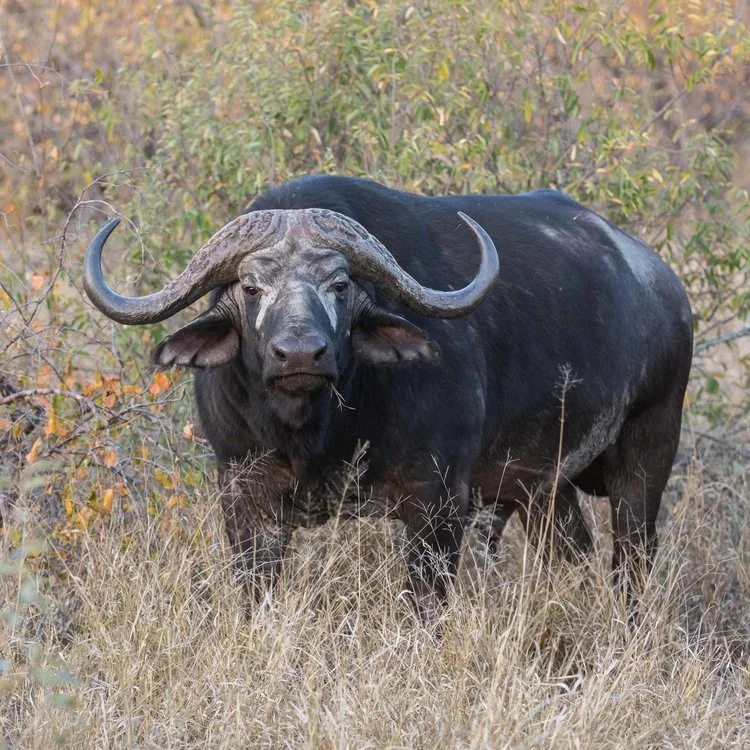 African Buffalo