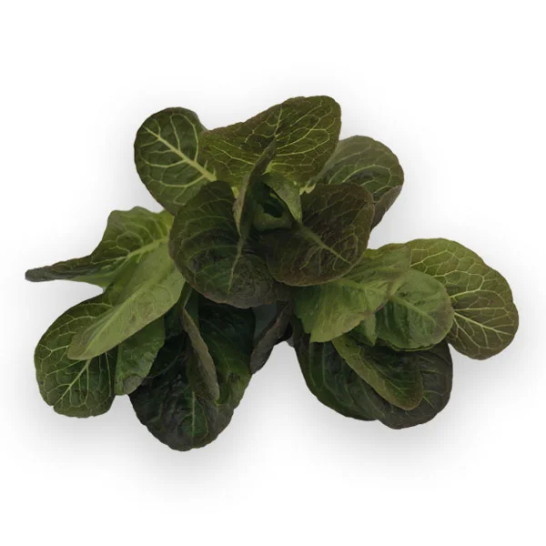 Romaine-breen lettuce from Herban Produce urban farm in Chicago.
