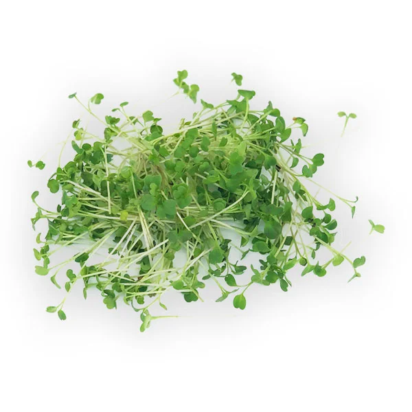 Arugula microgreens from Herban Produce urban farm in Chicago.