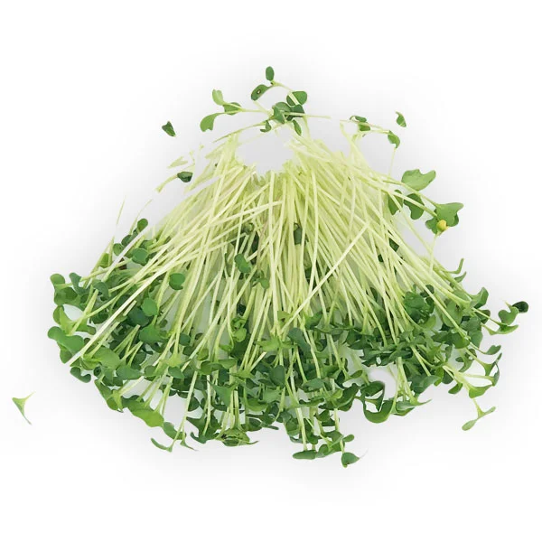 Broccoli microgreens from Herban Produce urban farm in Chicago.