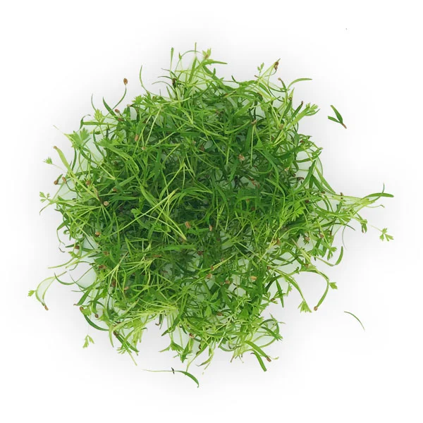 Carrot microgreens from Herban Produce urban farm in Chicago.