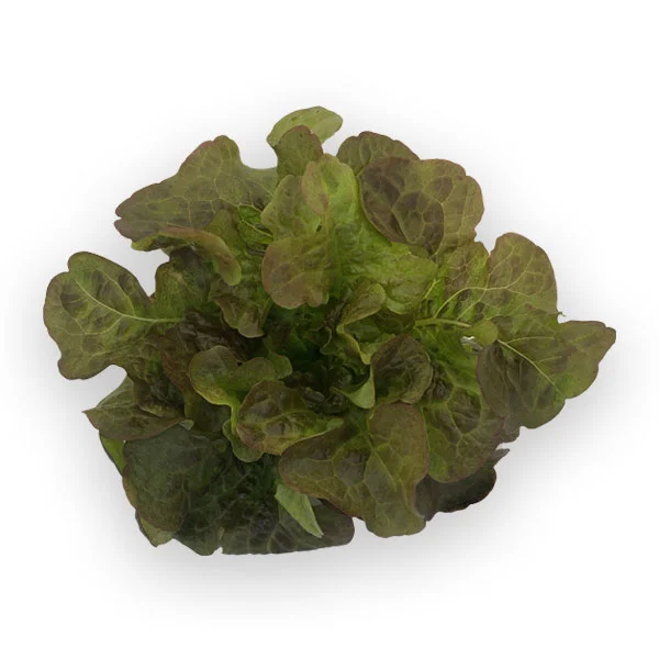 Oakleaf-roxaui lettuce from Herban Produce urban farm in Chicago.