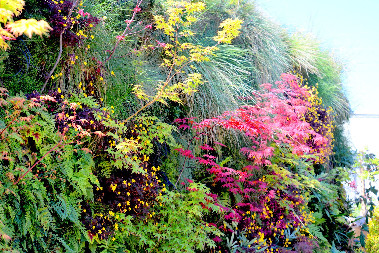 Davis Dalbok, Living Green Design, Florafelt System